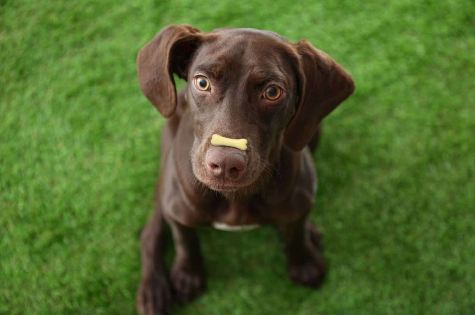 german shorthaired pointer puppy with bone shaped cookie on nose sitting on the grass