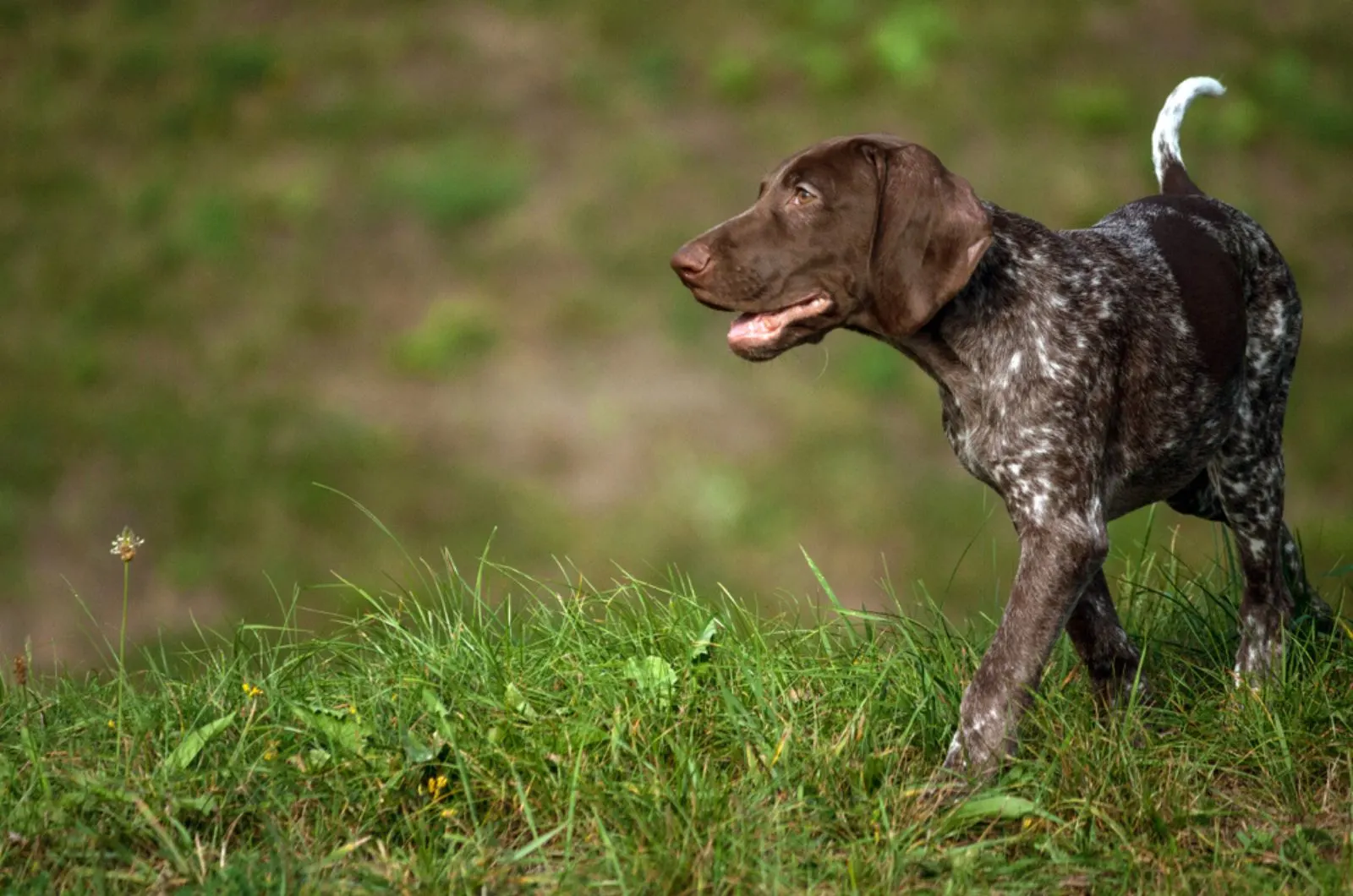 german shorthaired pointer walking in nature