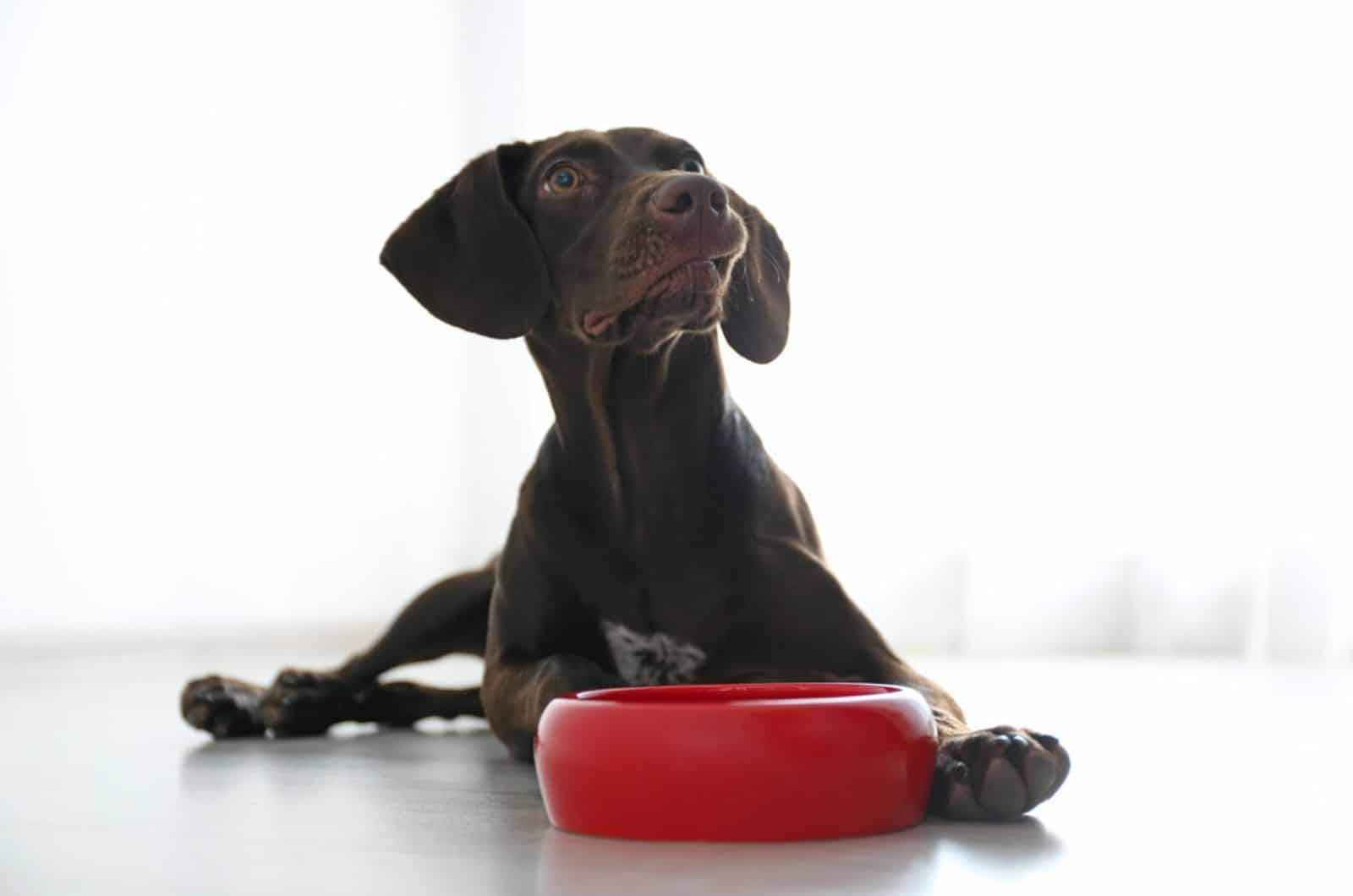 german shorthaired pointer lying beside a bowl