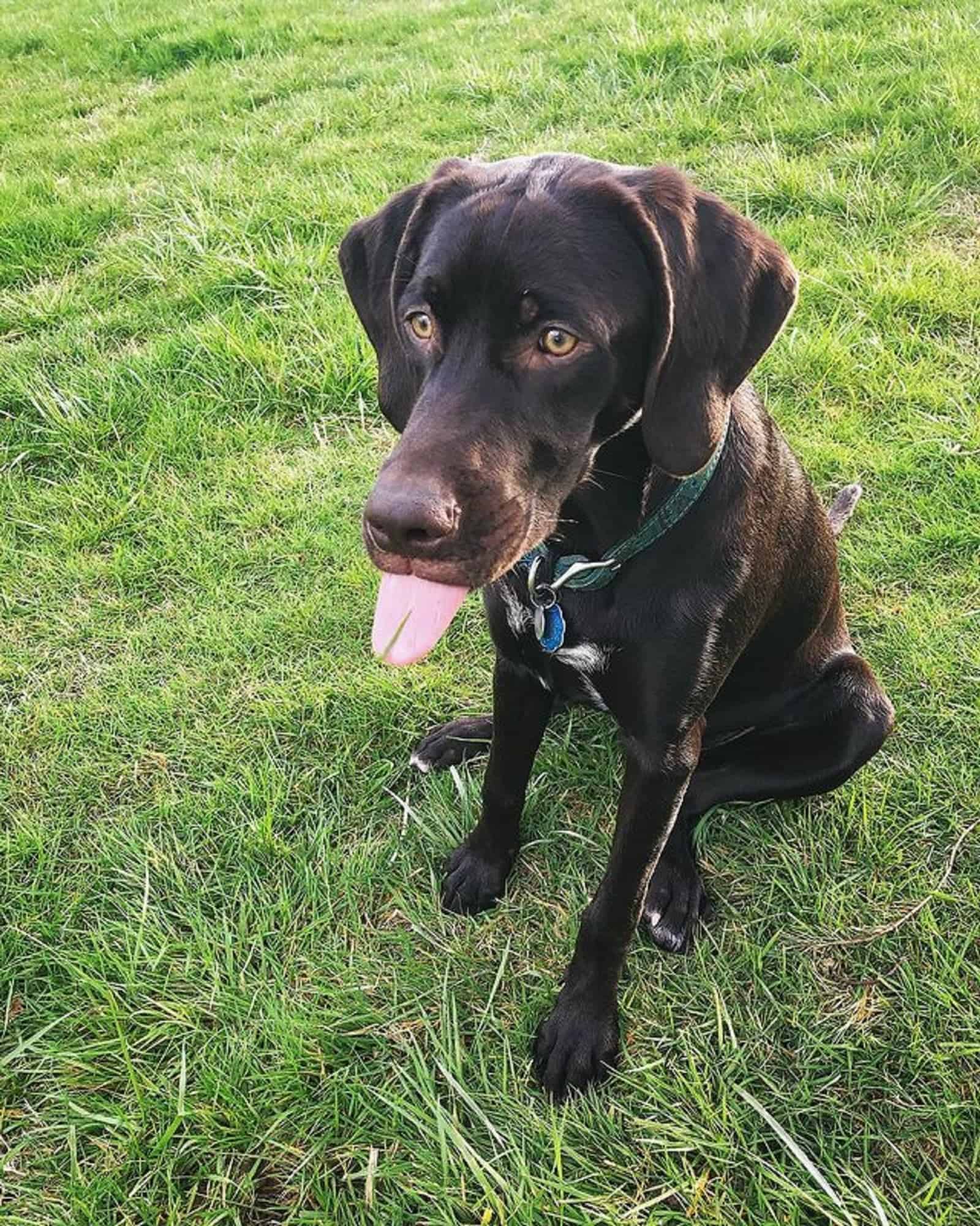 german shorthaired pointerlab mix sitting on the grass