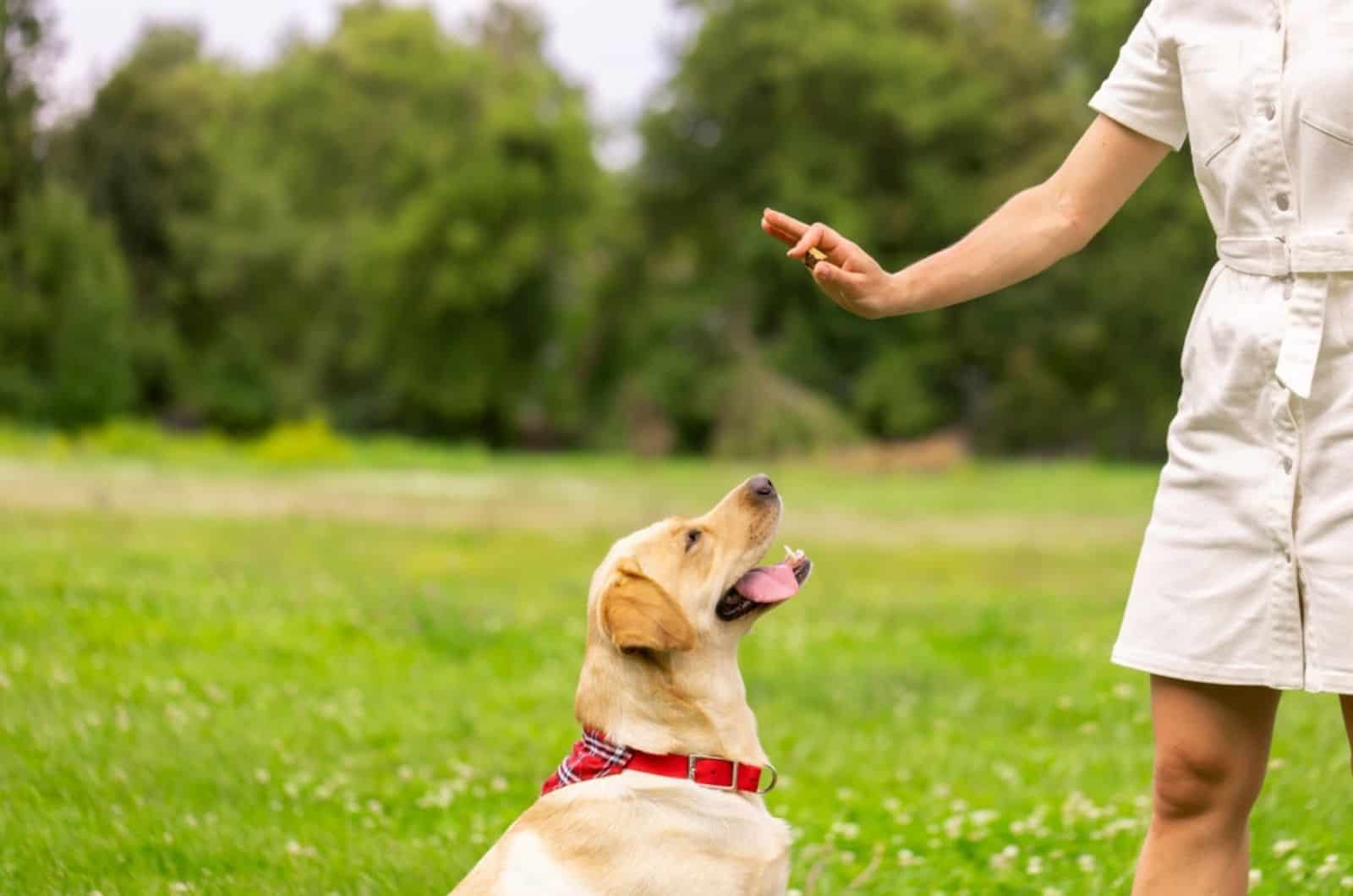 girl gives a treat to a labrador dog in the park