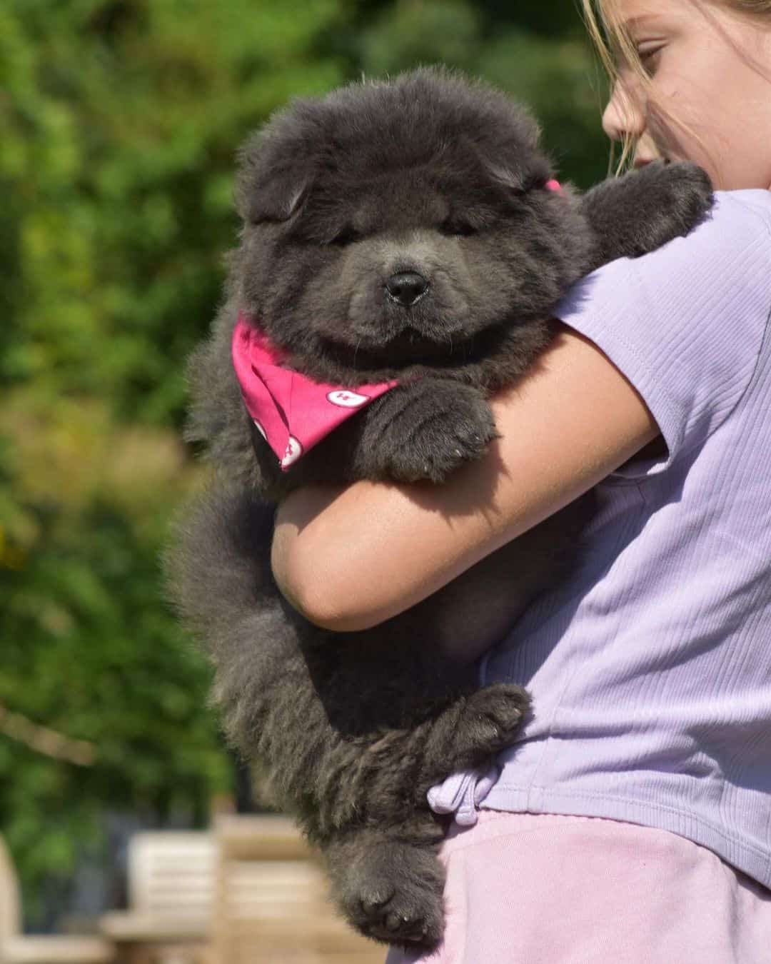 girl holding Blue Chow Chow