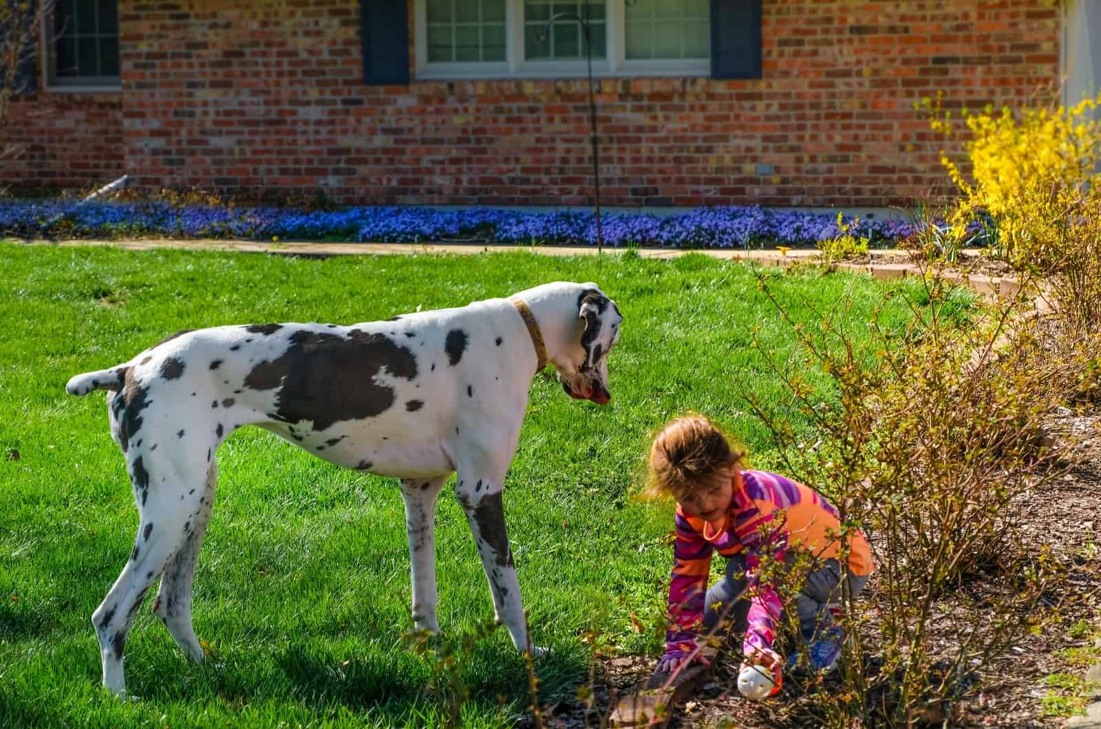 girl playing with her Great Dane