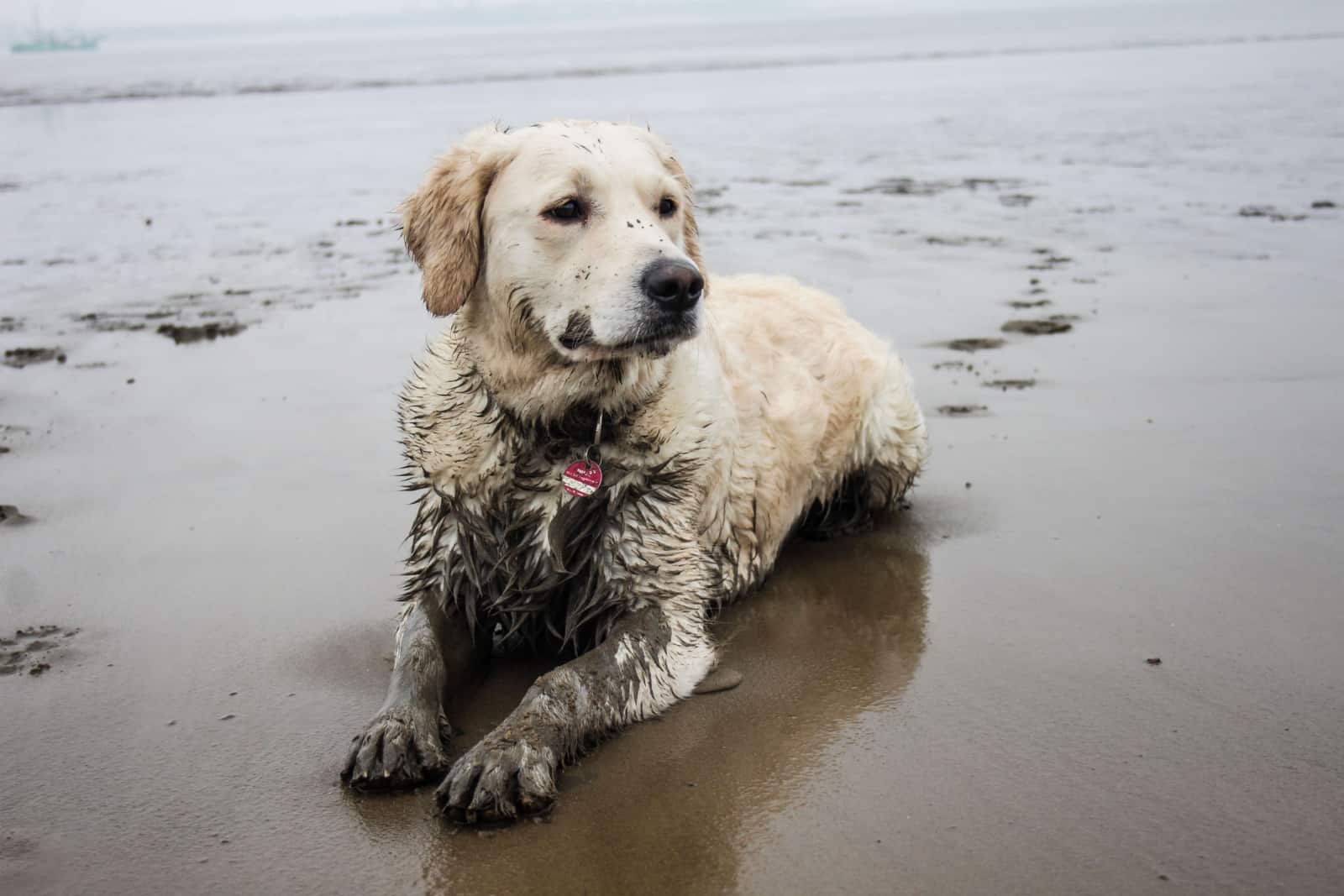 golden retriever lying at the beach