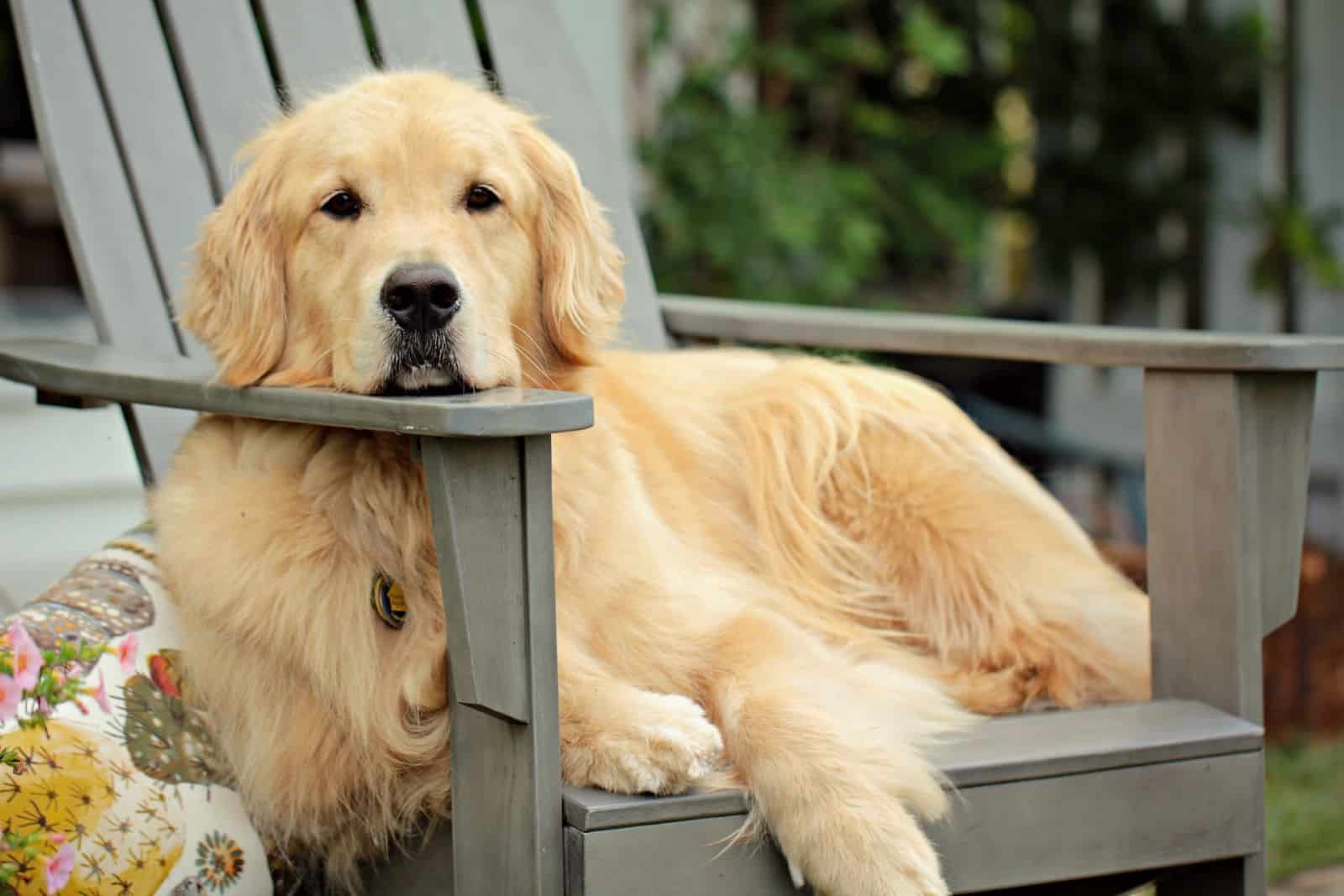 golden retriever on a chair