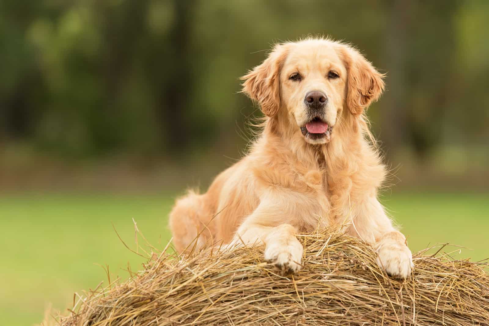 golden retriever photographed on a ball of hay