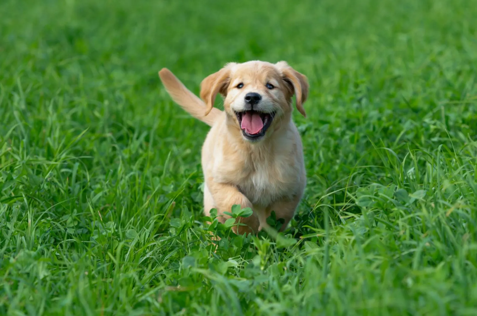 golden retriever puppy running on the lawn