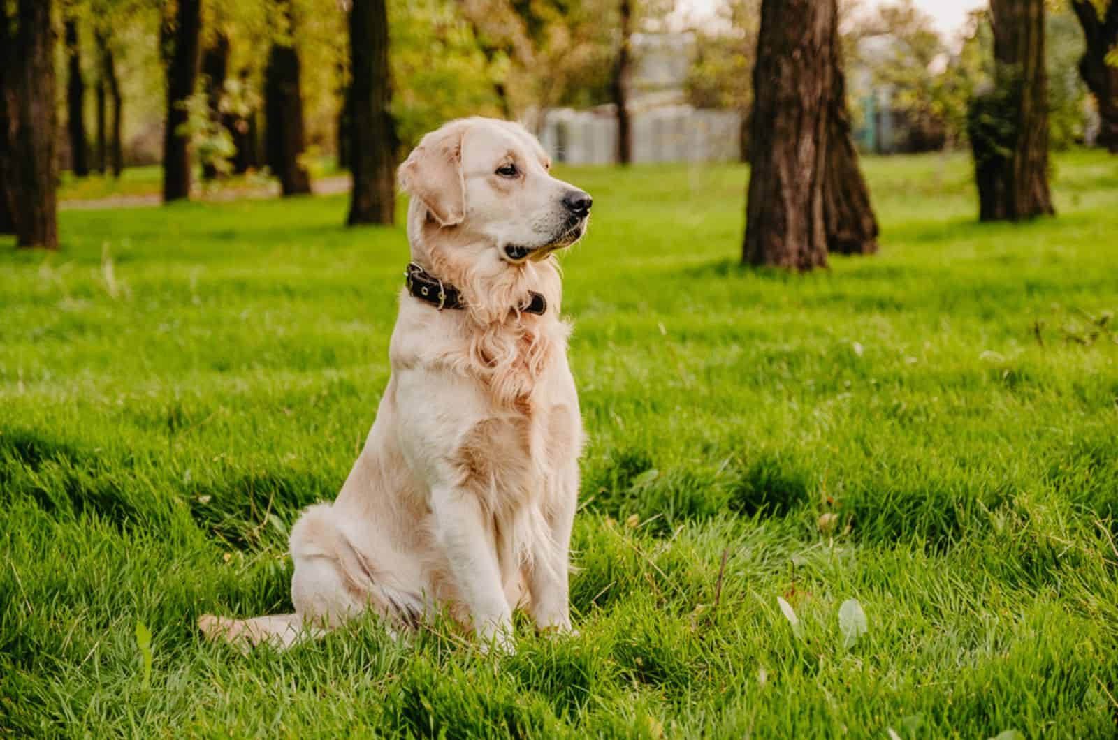 golden retriever sitting in the park