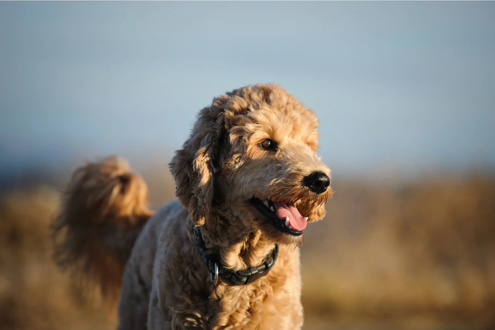 goldendoodle looking away