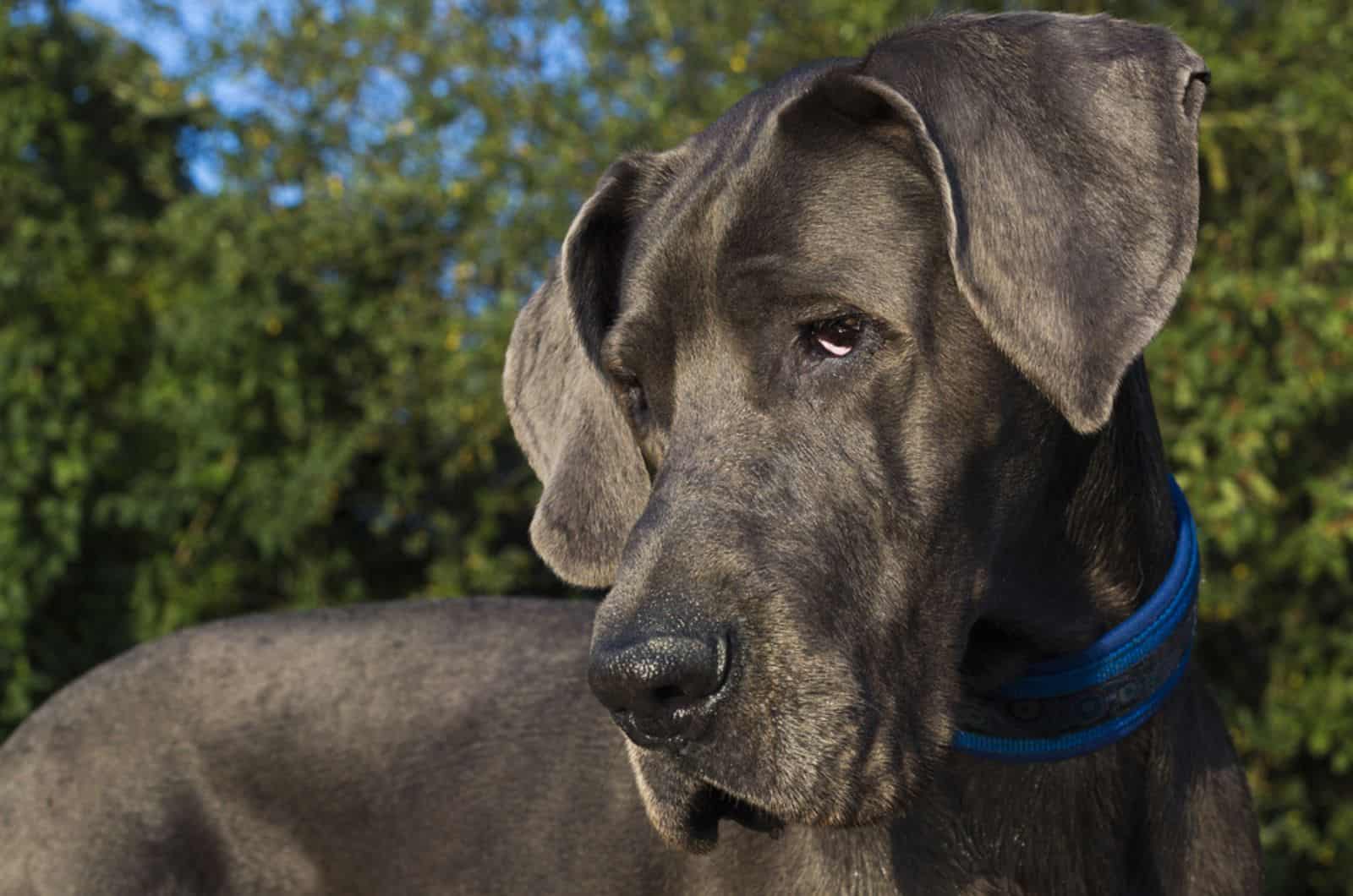great dane in the park