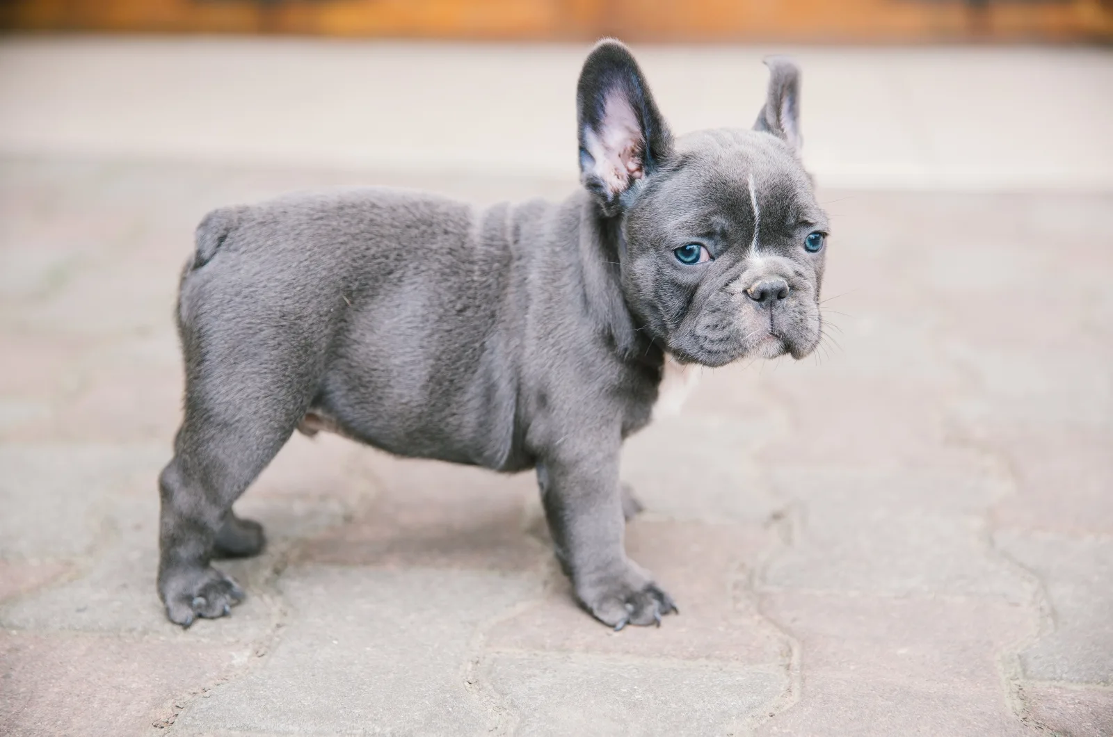 grey French Bulldog puppy