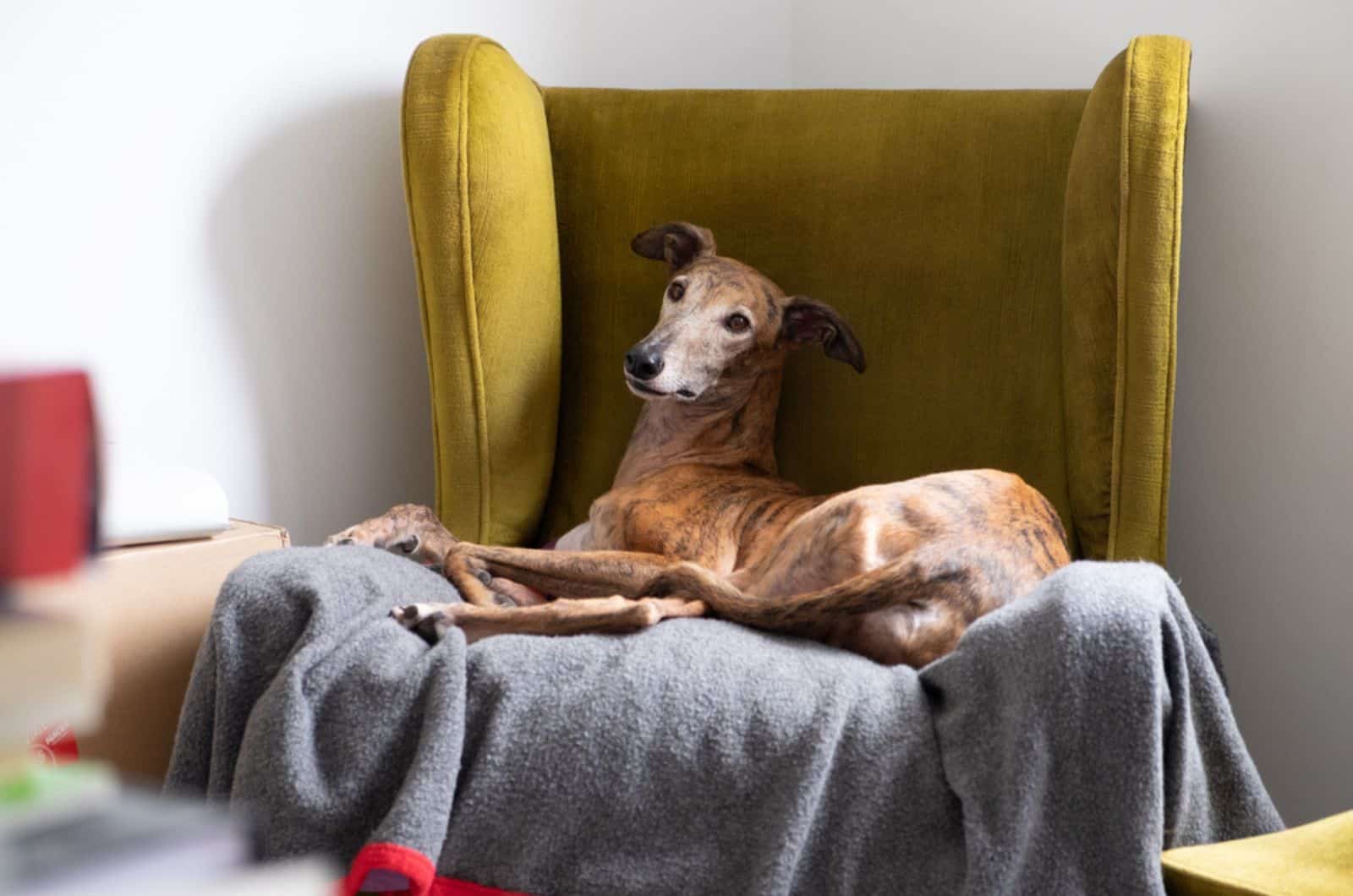 greyhound dog lying on the armchair