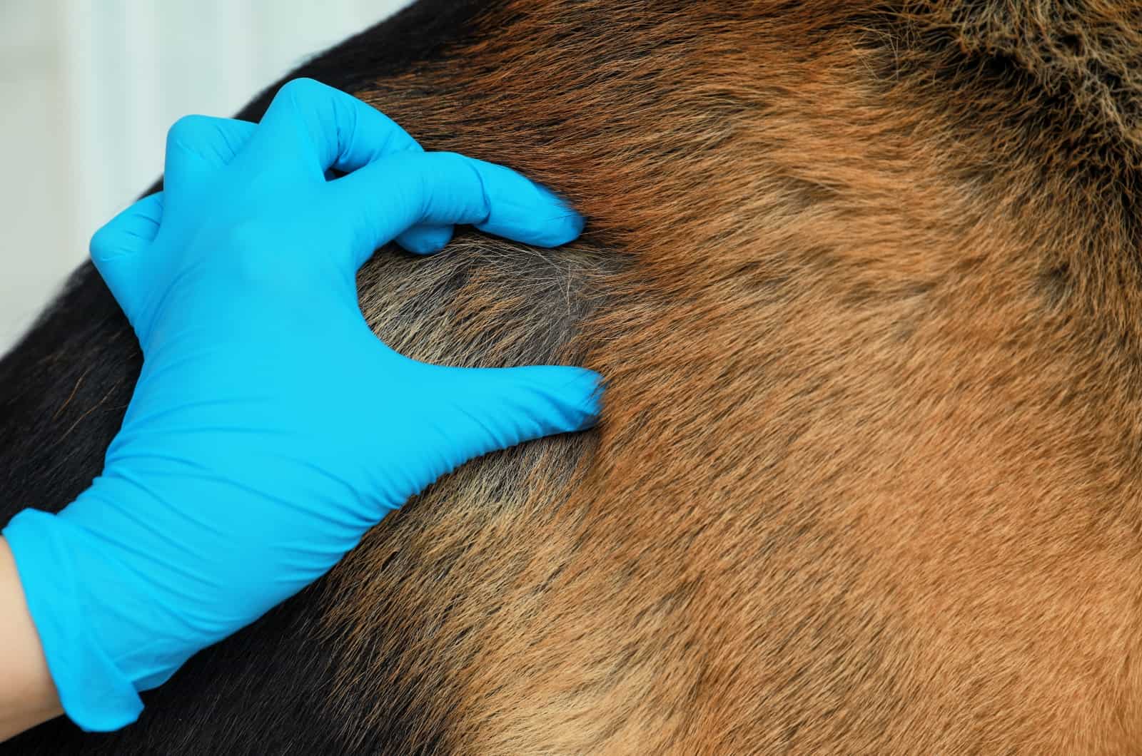 hand checking out German Shepherd's fur