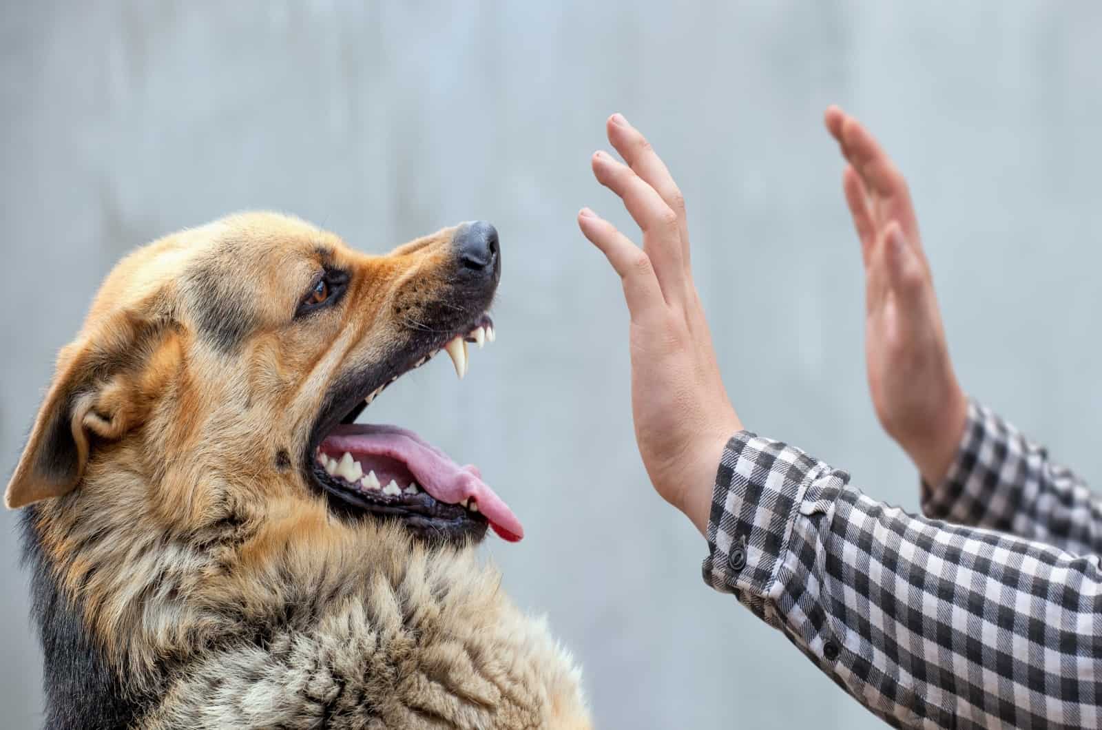 hands stopping German Shepherd