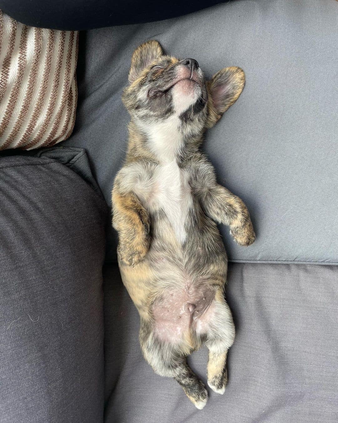 The Corgi French Bulldog Mix lying on the couch