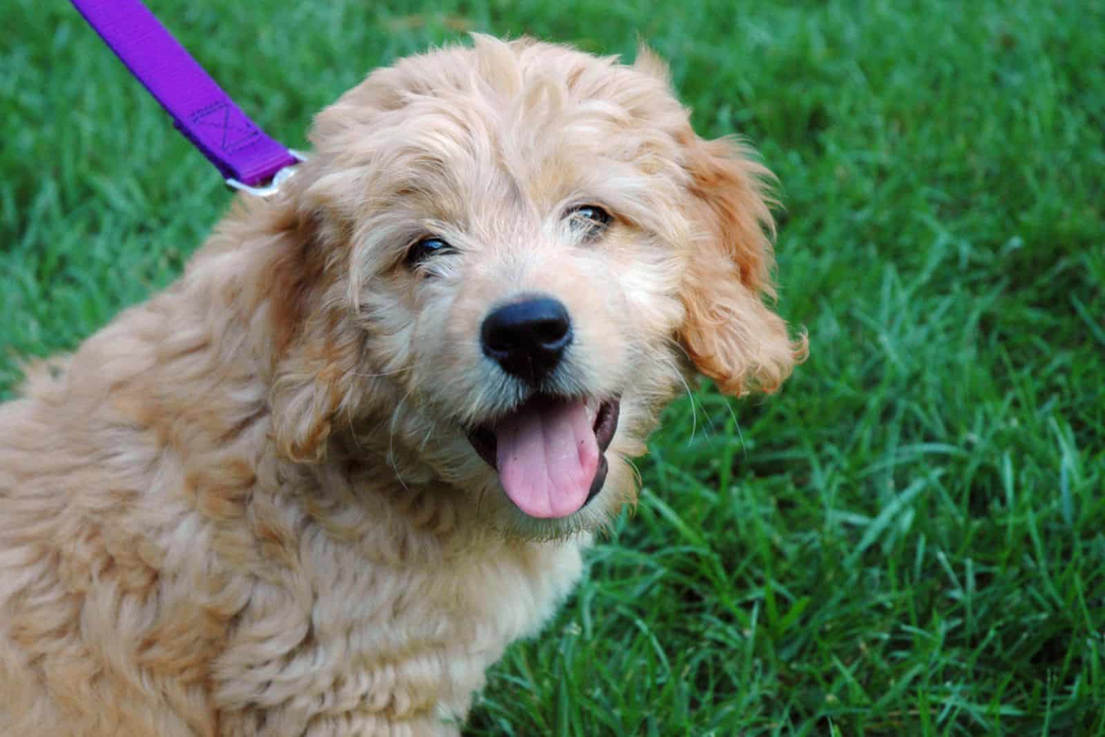 happy goldendoodle puppy looking at camera
