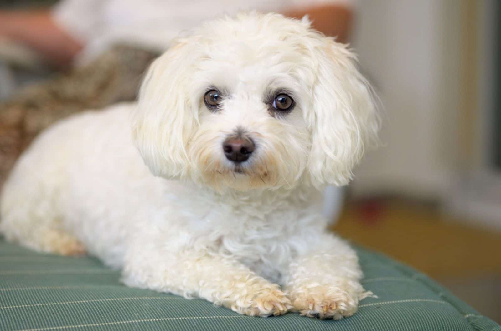 havanese dog lying on his bed