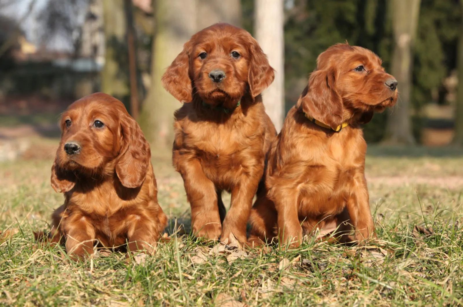 irish setter puppies sitting together on the grass