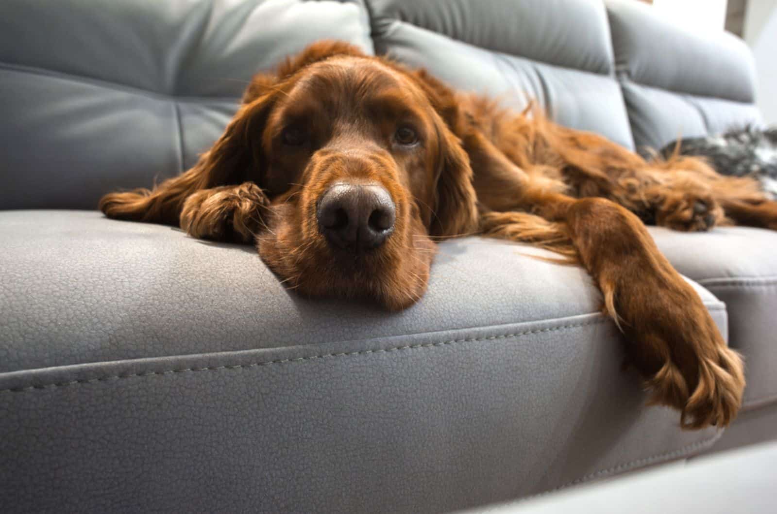 irish setter lying on the couch