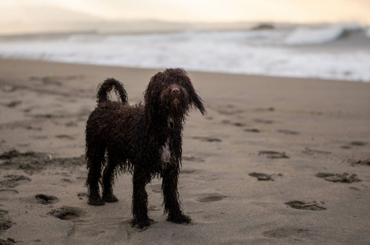 22 Small CurlyHaired Dogs You’ll Want