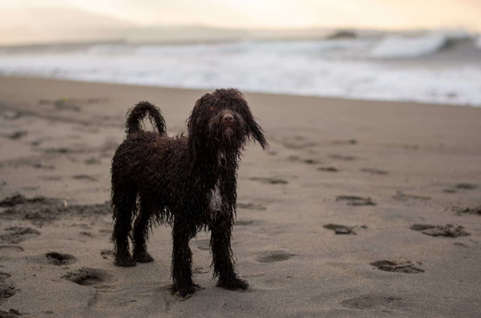 irish water spaniel on the beach