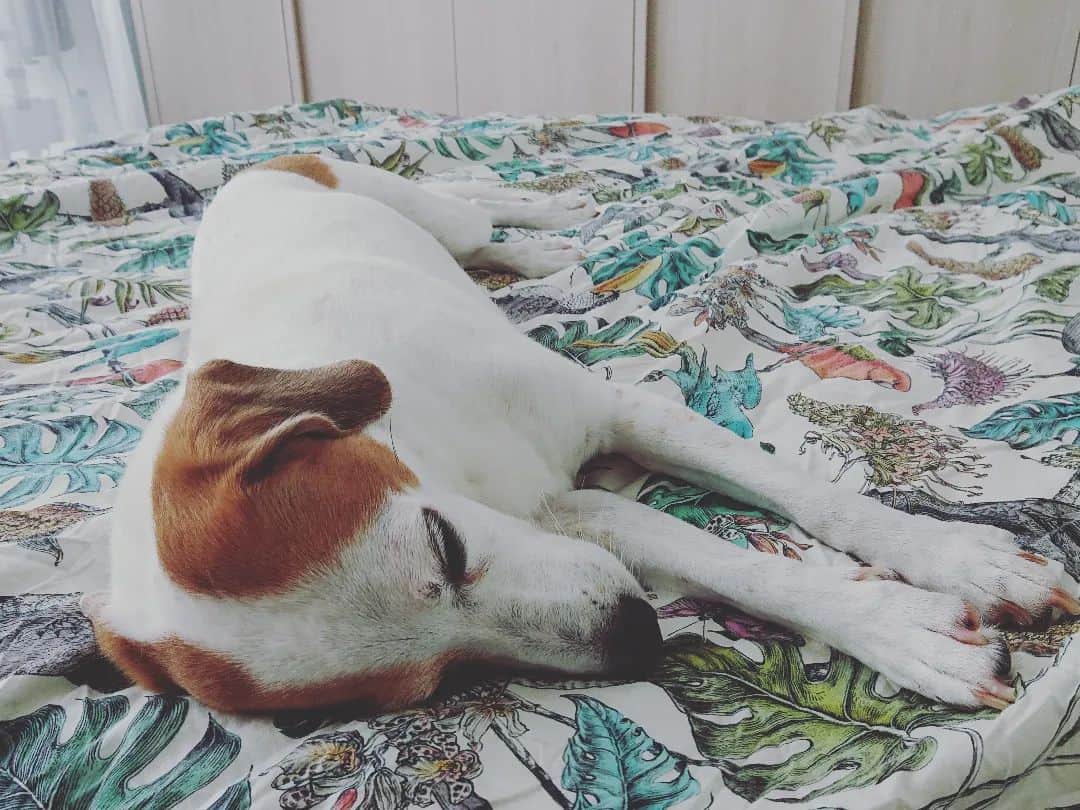 jack russel beagle mix dog sleeping