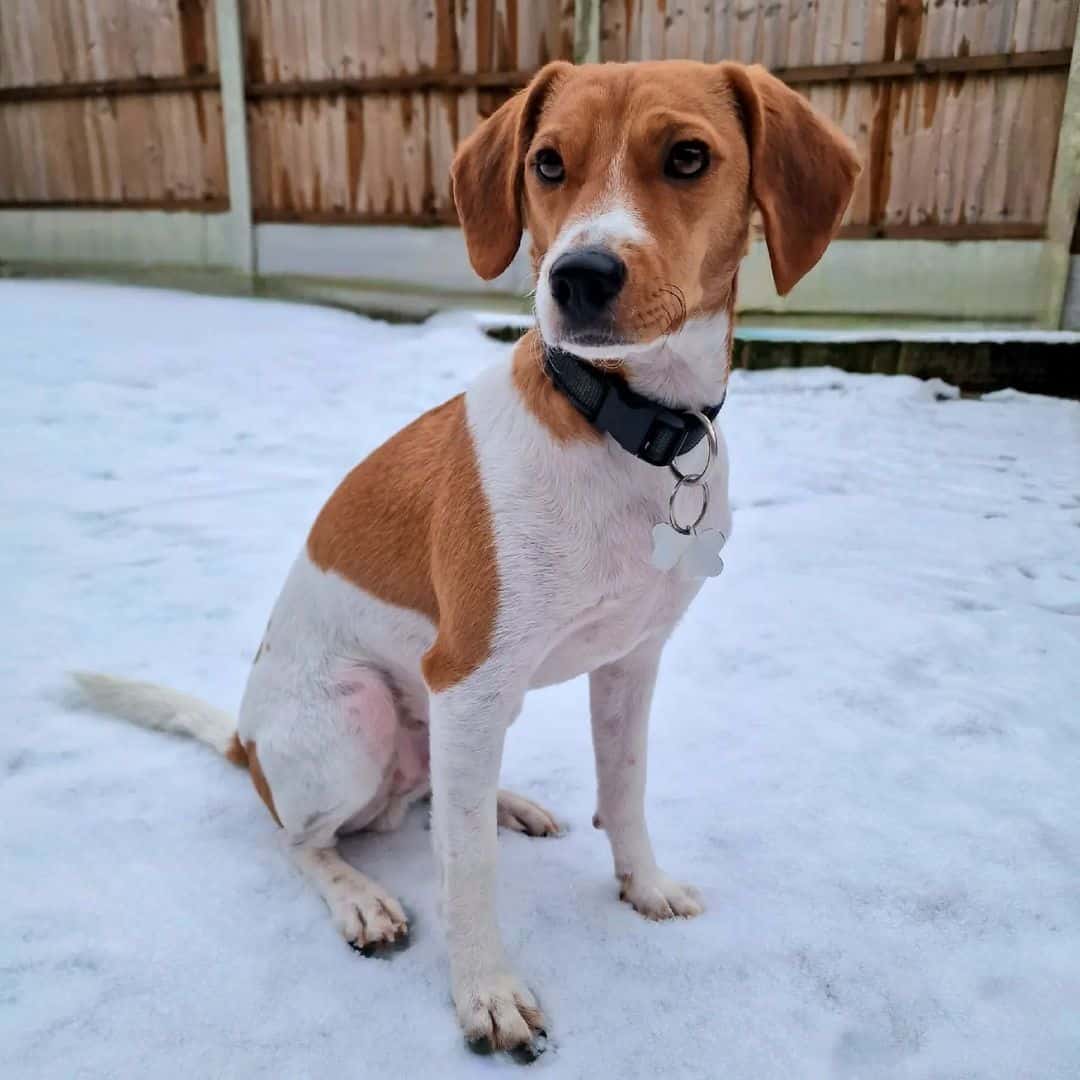 jack russel beagle mix in snow