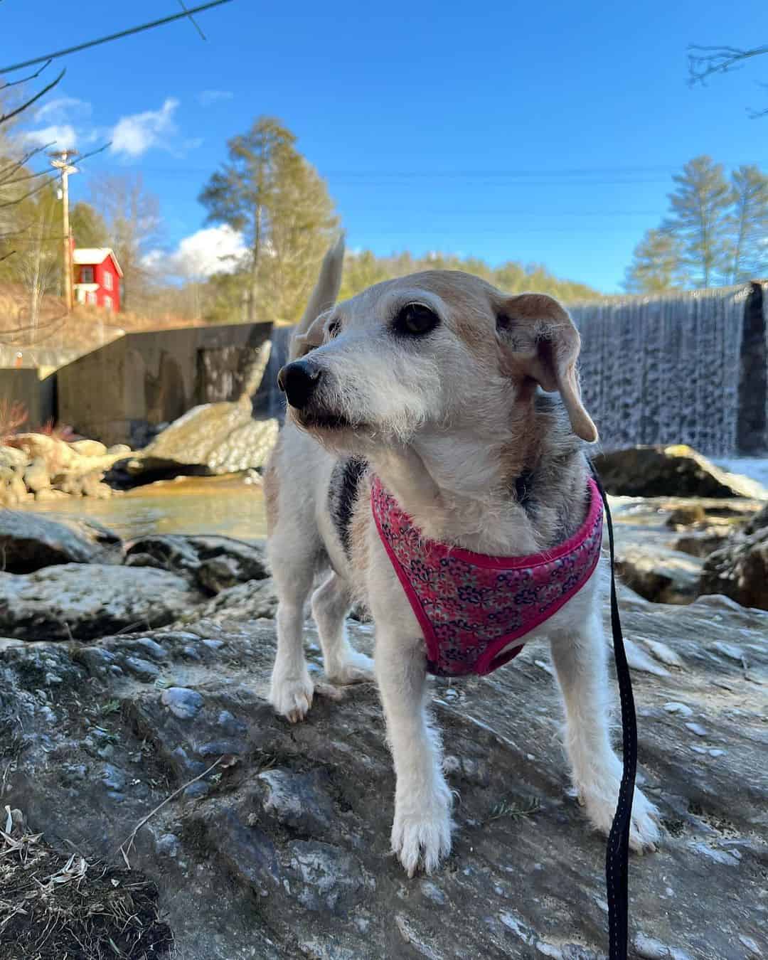jack russel beagle mix on a walk