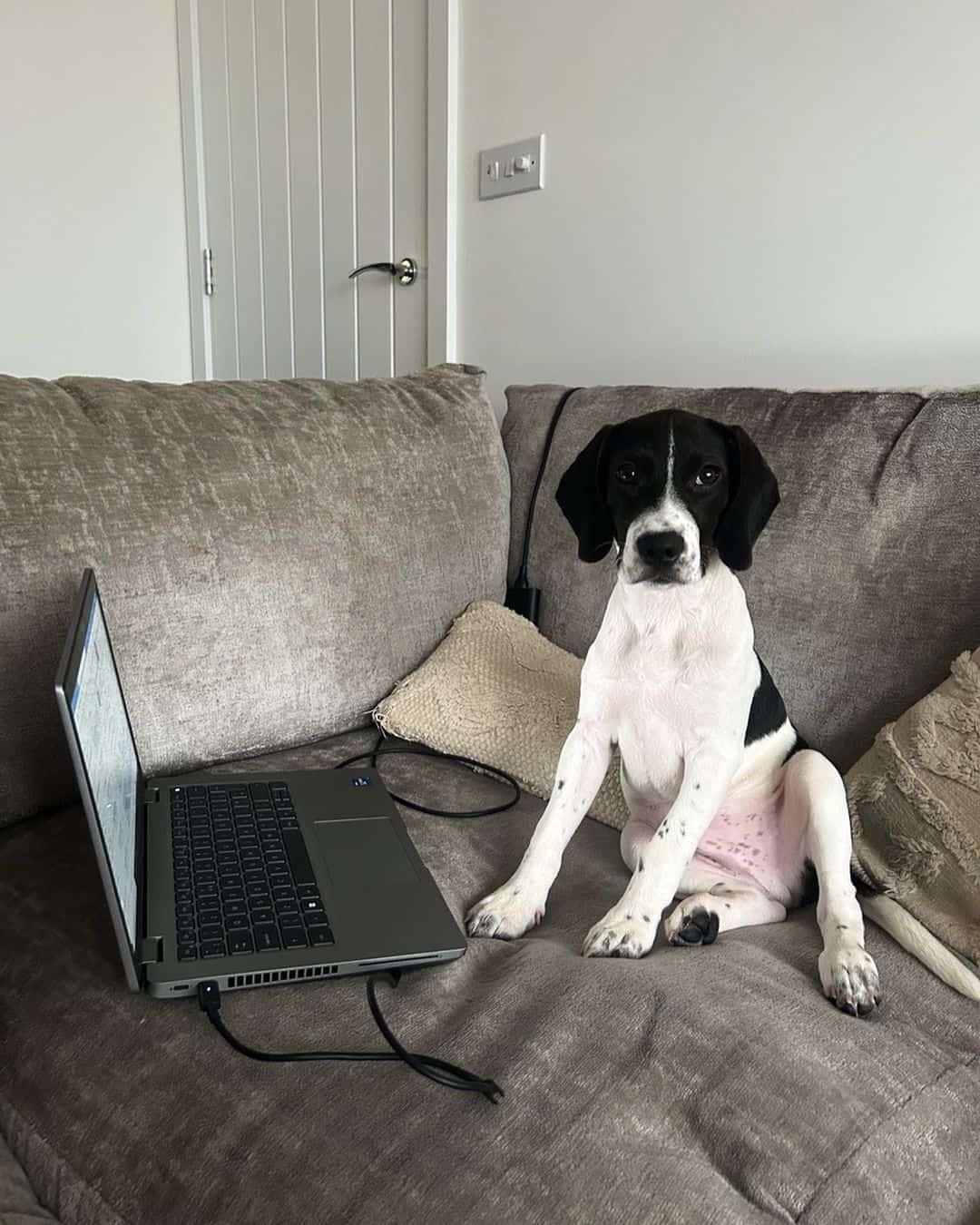 jack russel beagle mix sitting next to a laptop