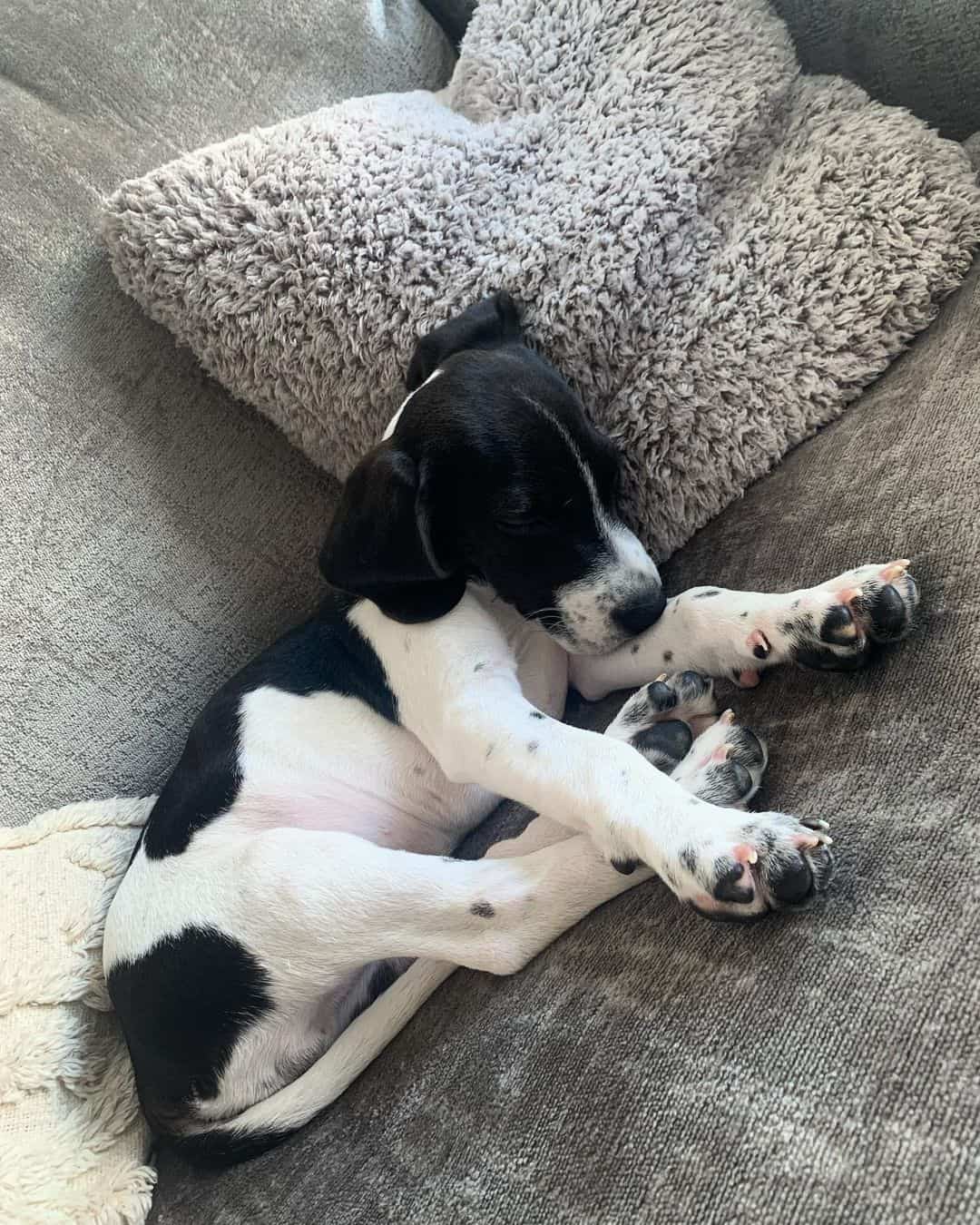 jack russel beagle mix sleeping
