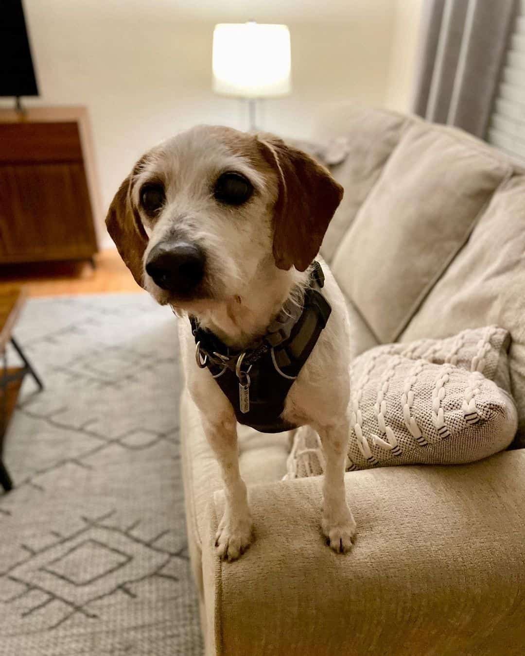 jack russel terrier beagle mix dog standing on couch