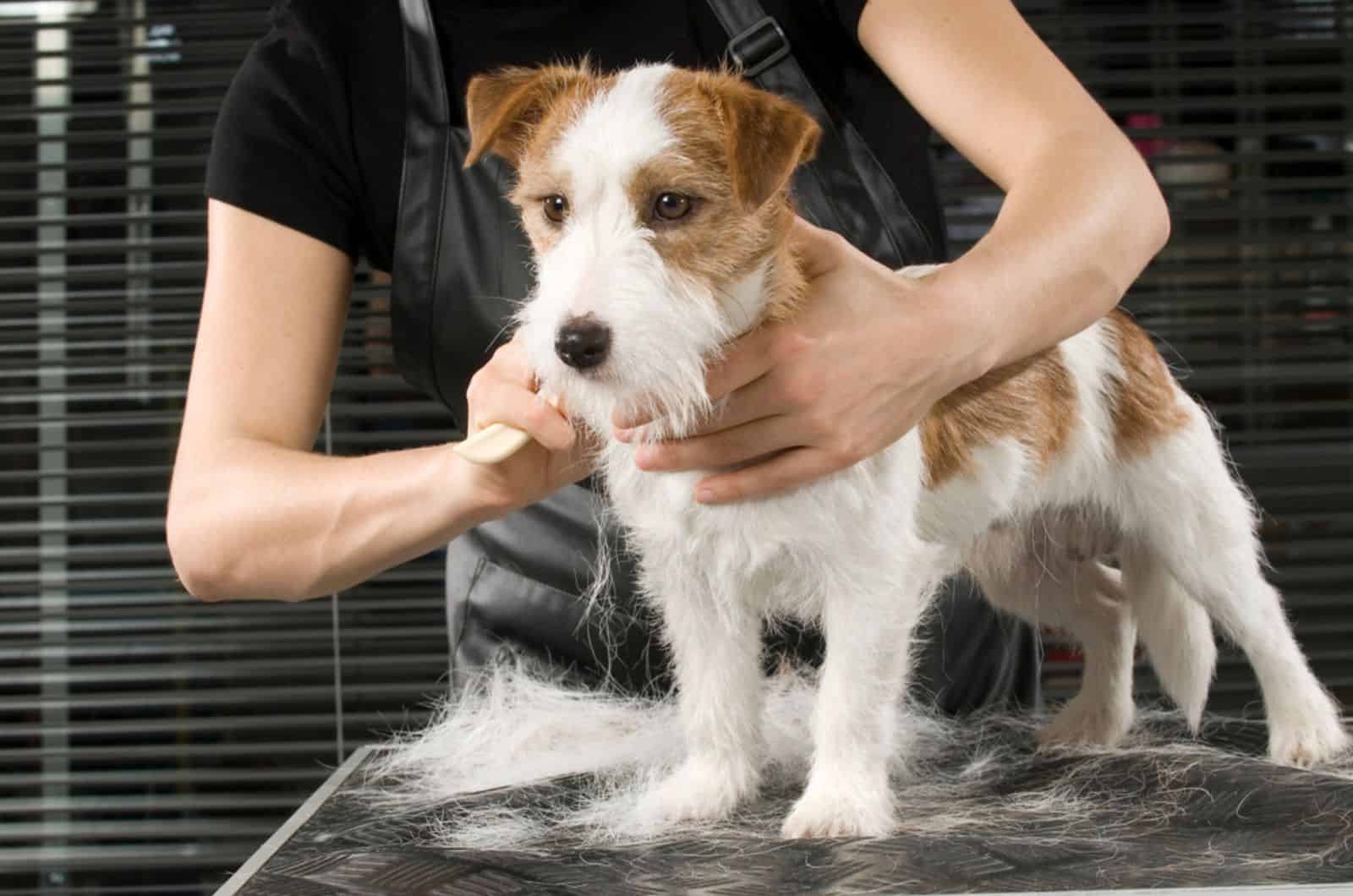 jack russel terrier at grooming salon