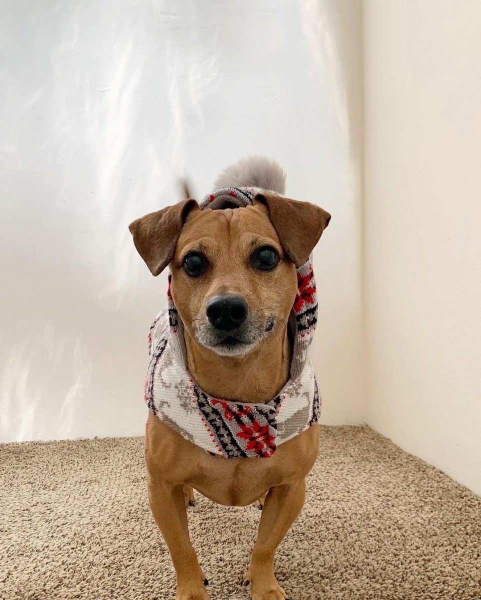 Jack Russell Dachshund Mix Everything On The Jackshund