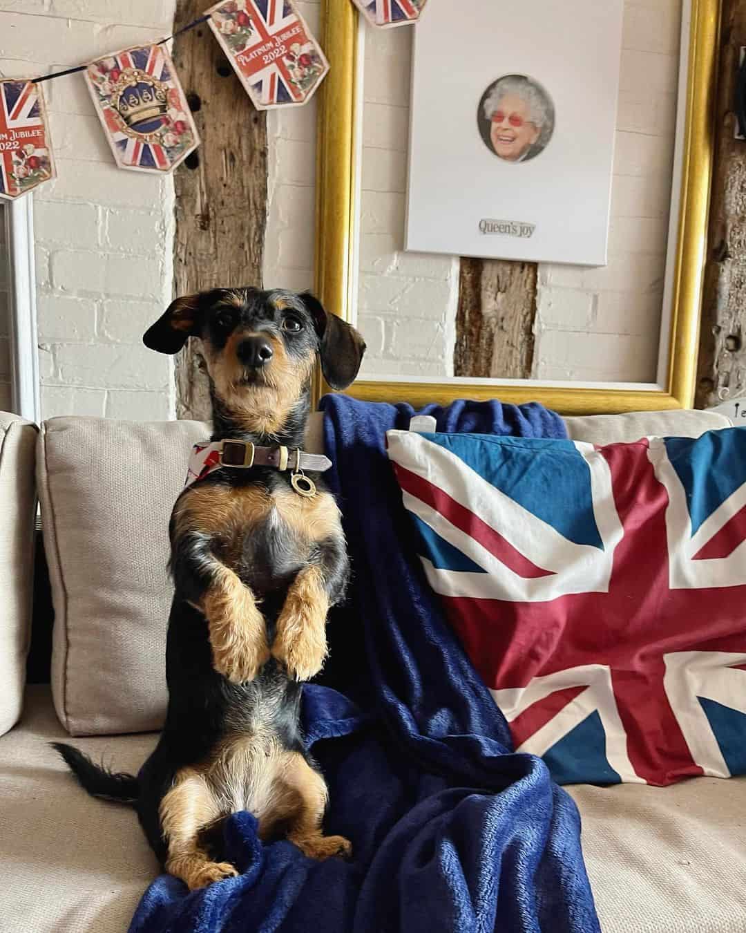 jack russell dachshund mix standing on hind legs