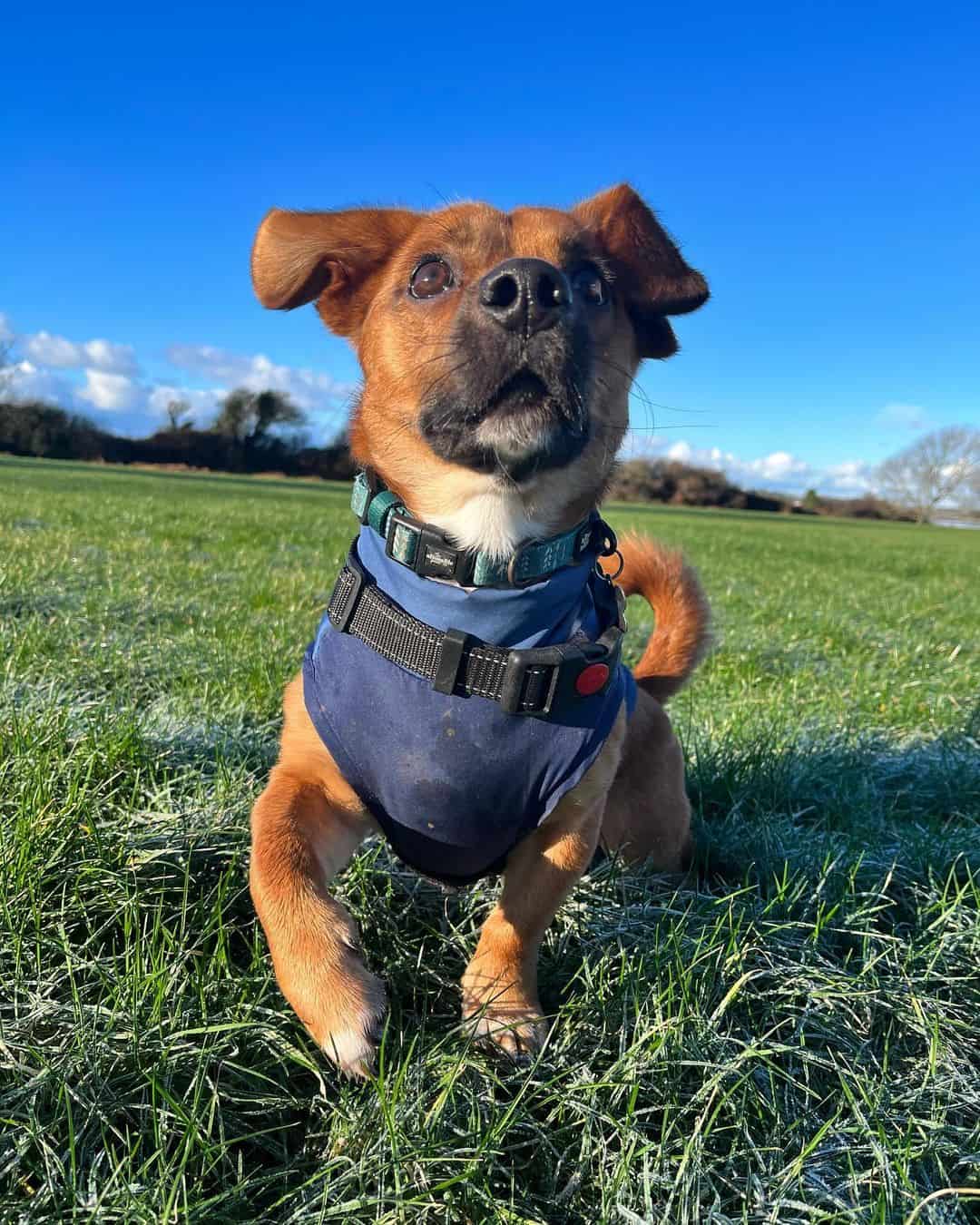 jack russell dachshund mix wearing a harness