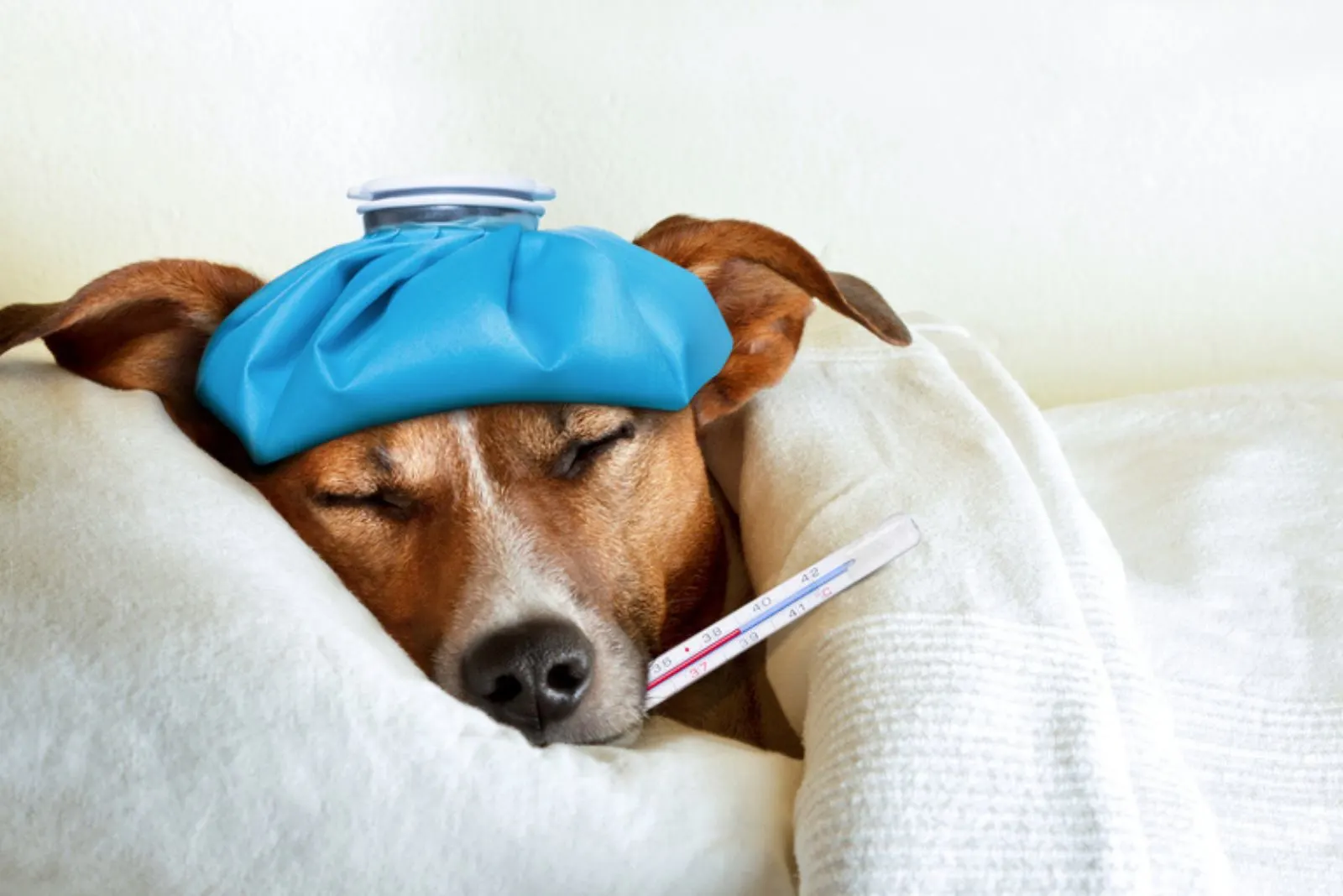 jack russell dog sleeping in bed with high fever temperature