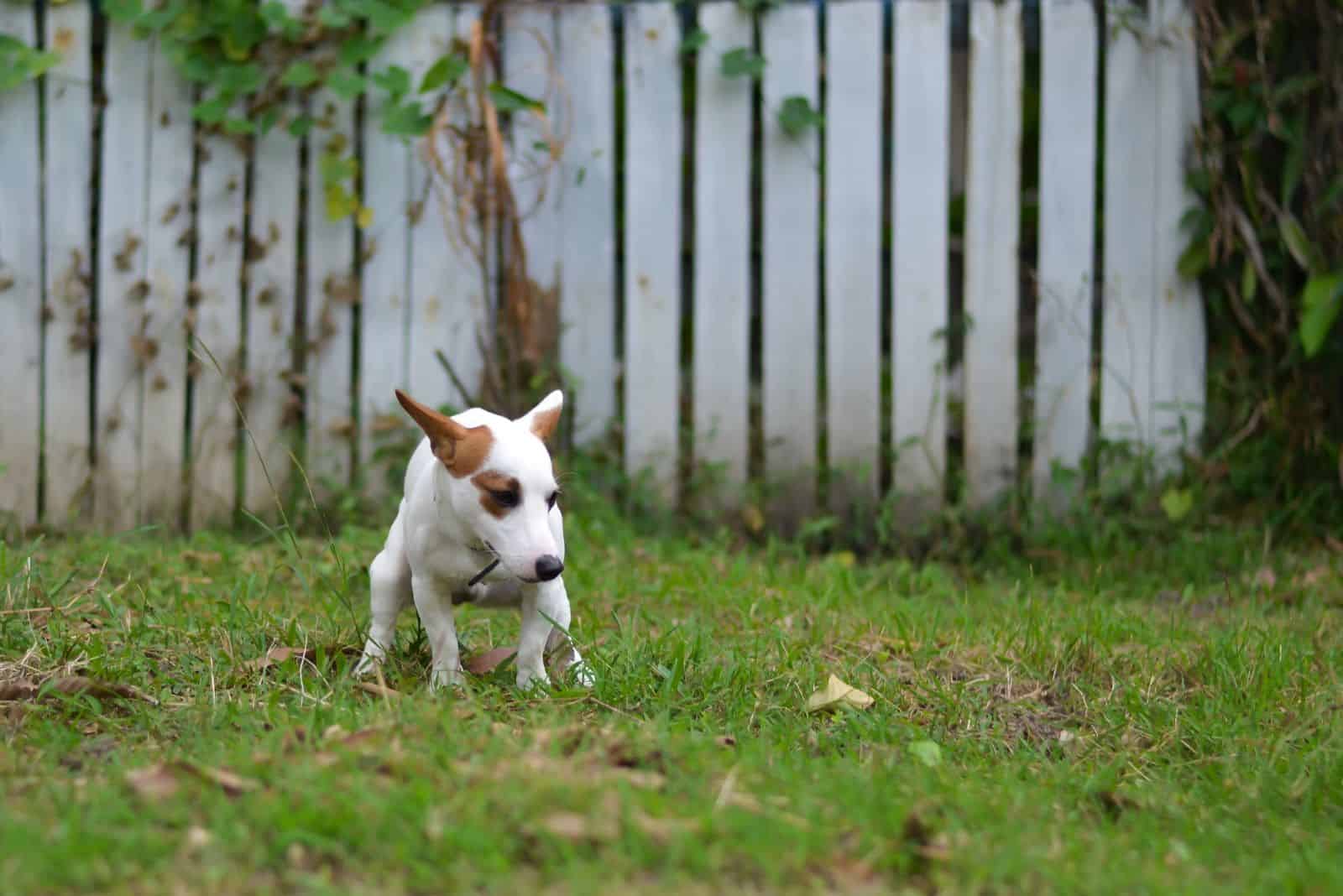 jack russell poops in the garden