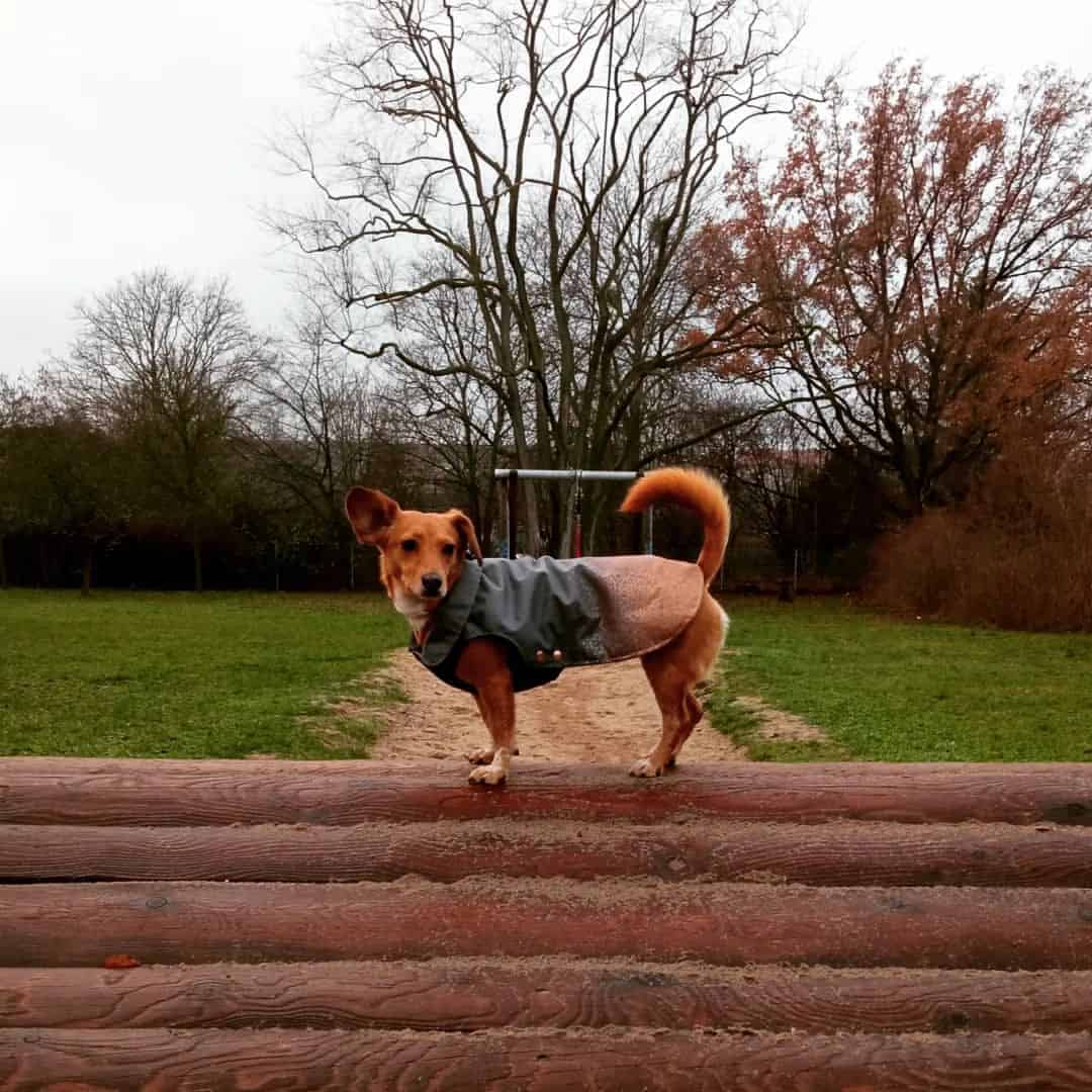 jackshund standing on a fence