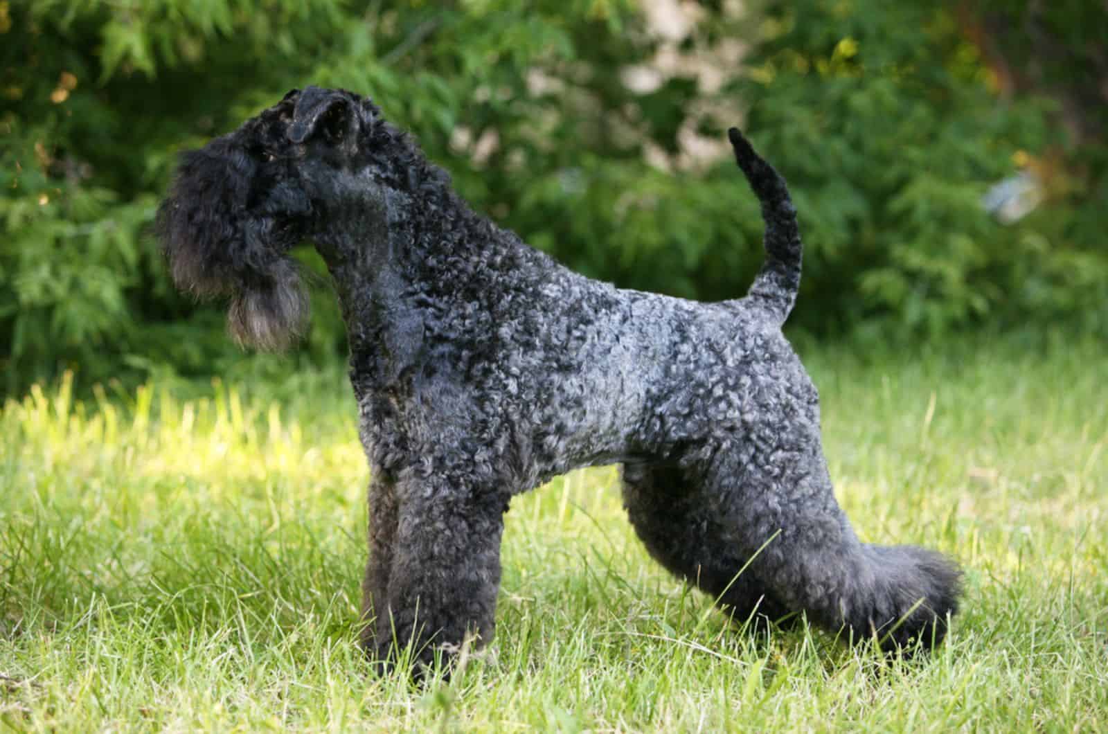 kerry blue terrier in nature