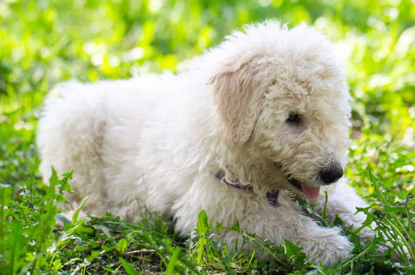 komondor dog lying in the grass