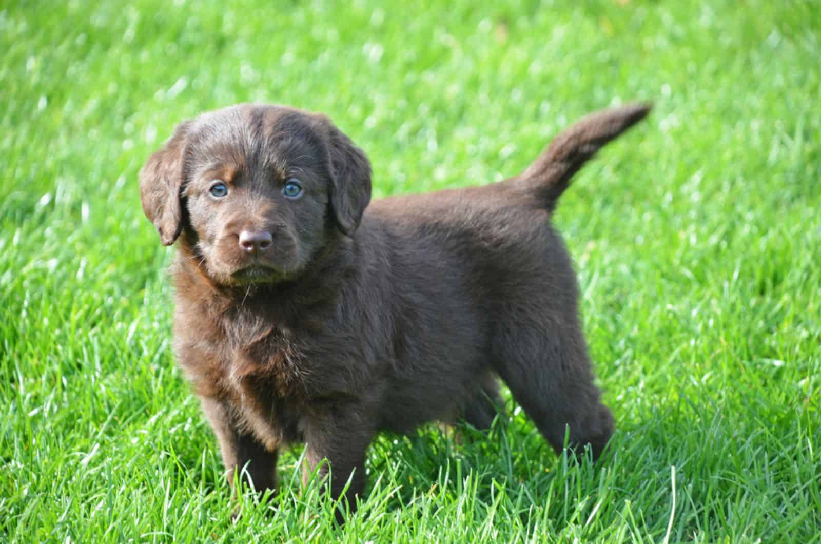 labradoodle puppy standing in the grass