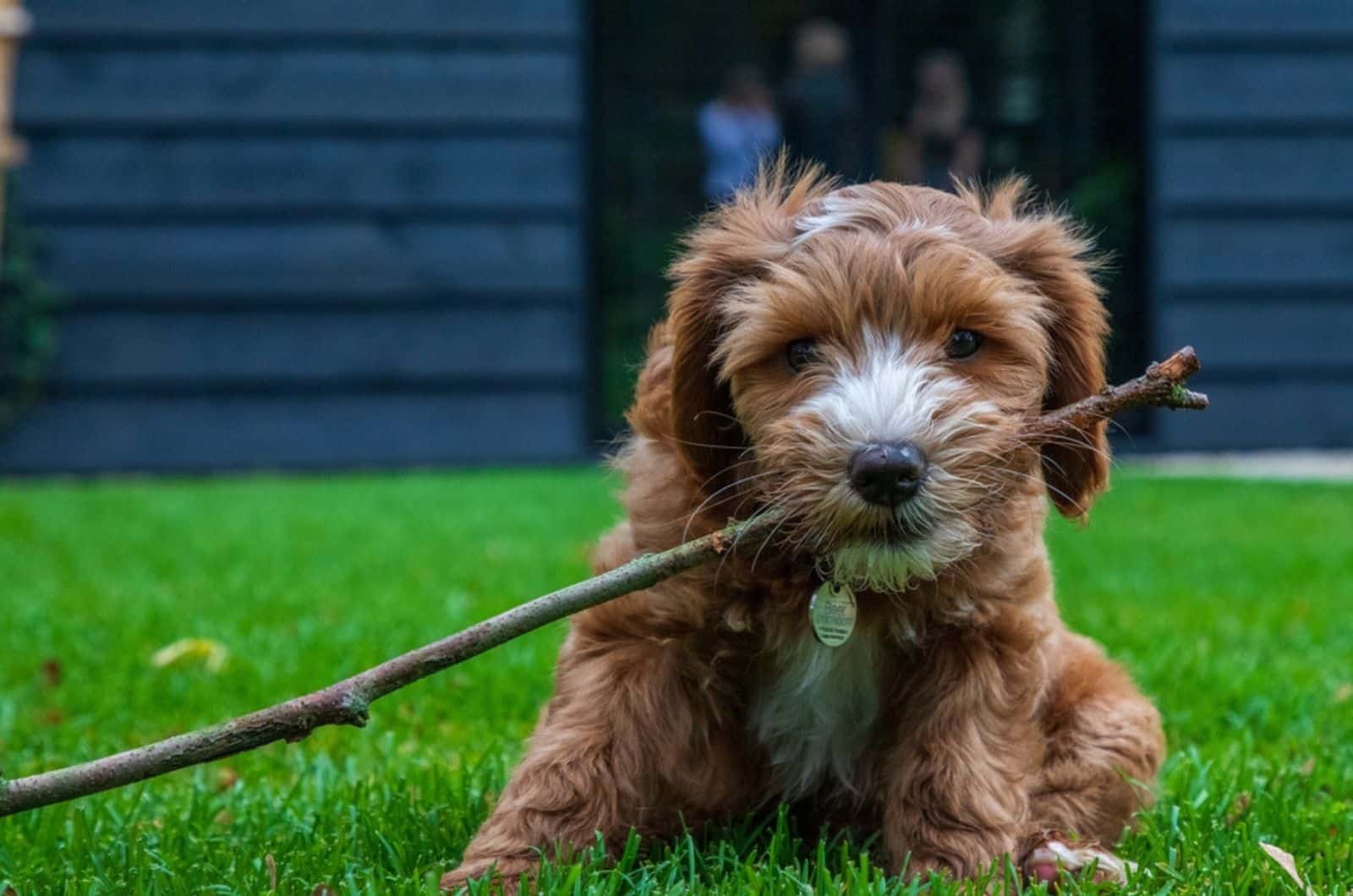 labradoodle puppy playing with a stick