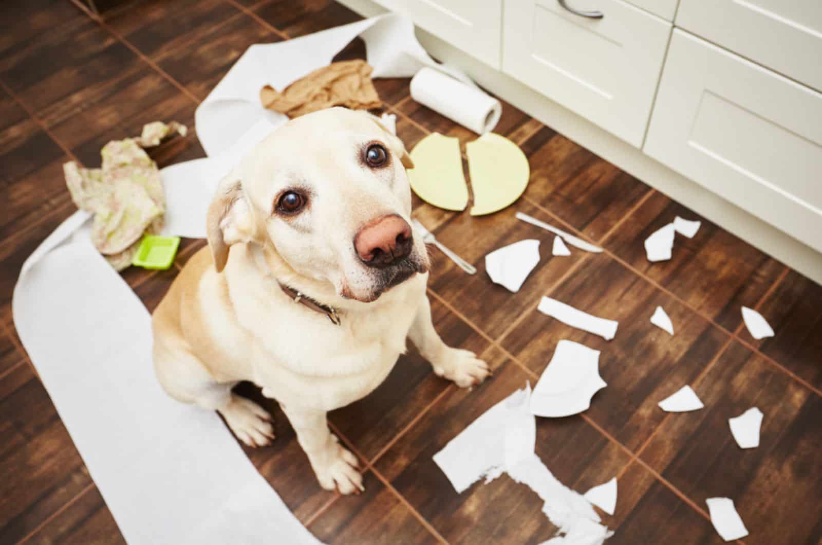 labrador dog in the middle of mess in the kitchen