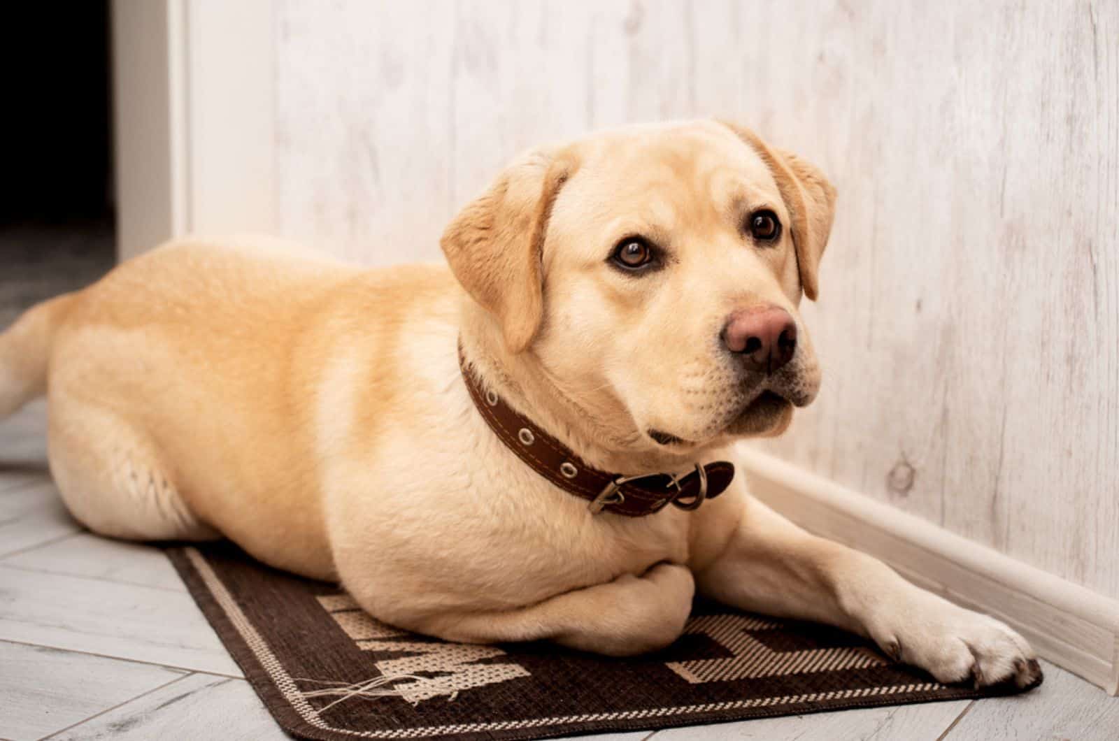 labrador puppy lying on the door mat
