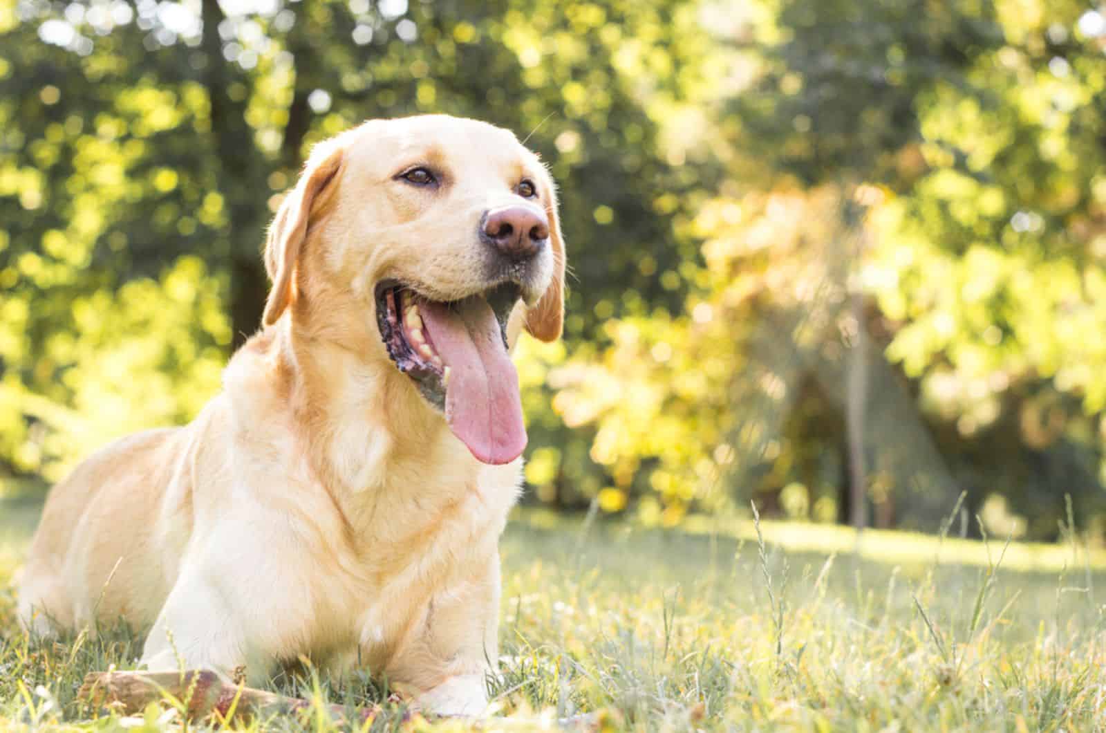 labrador retriever lying on the grass