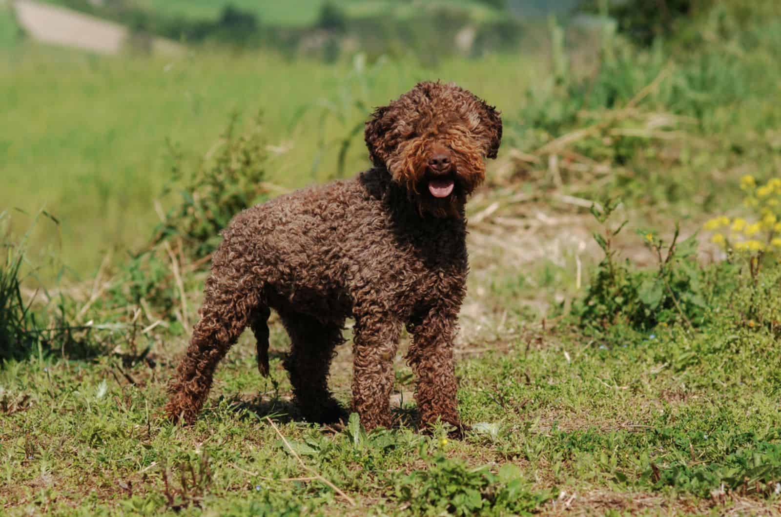 lagotto romagnolo dog in nature