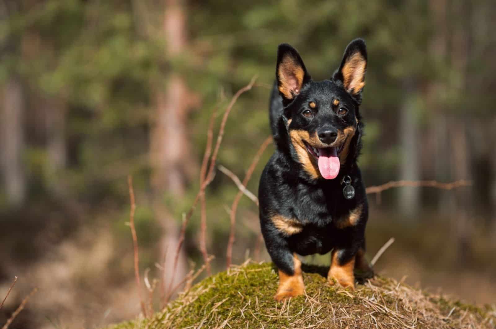 lancashire heeler in nature