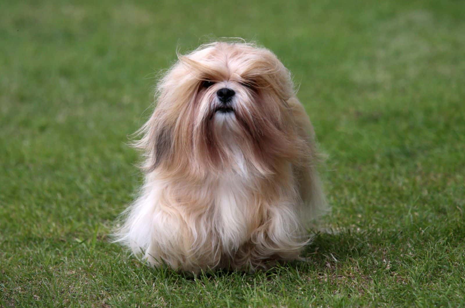 lhasa apso in the park