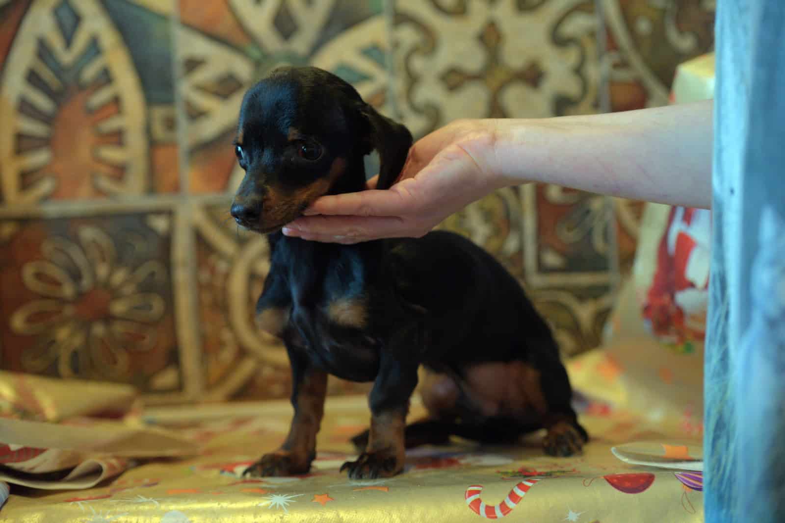 little sick dachshund puppy HYDROCEPHALIA