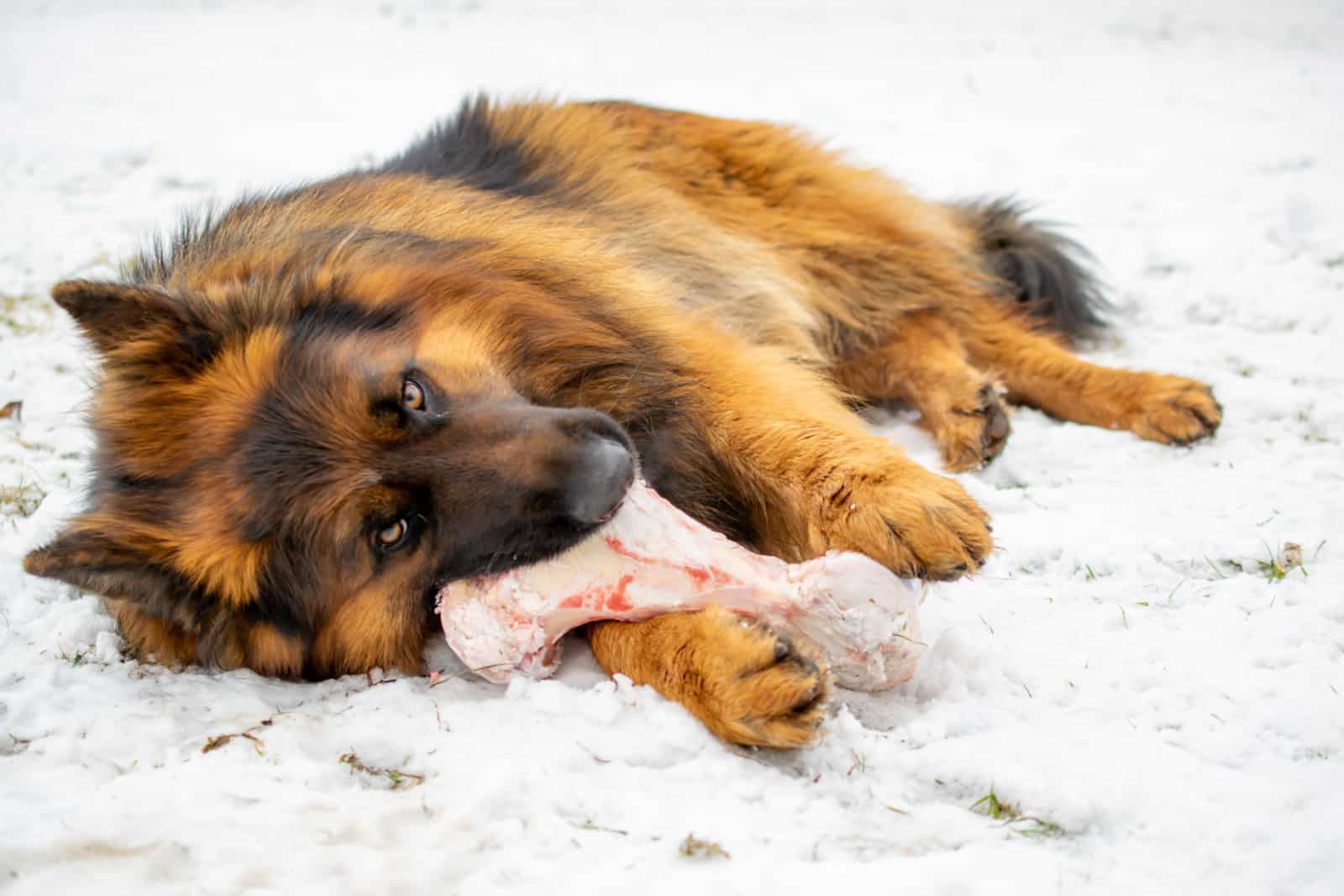 long haired german shepherd dog eating a bone in the snow